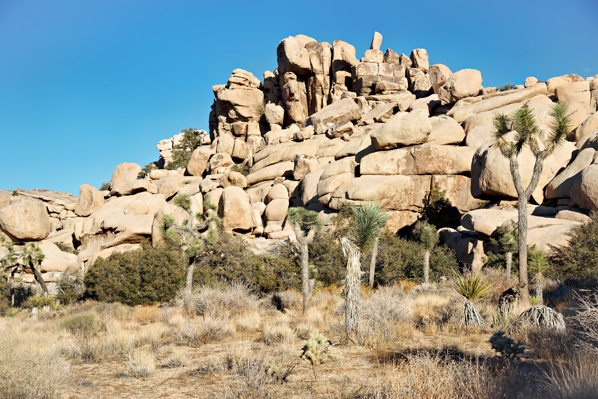 CA_JoshuaTree_20111114_0249_PS