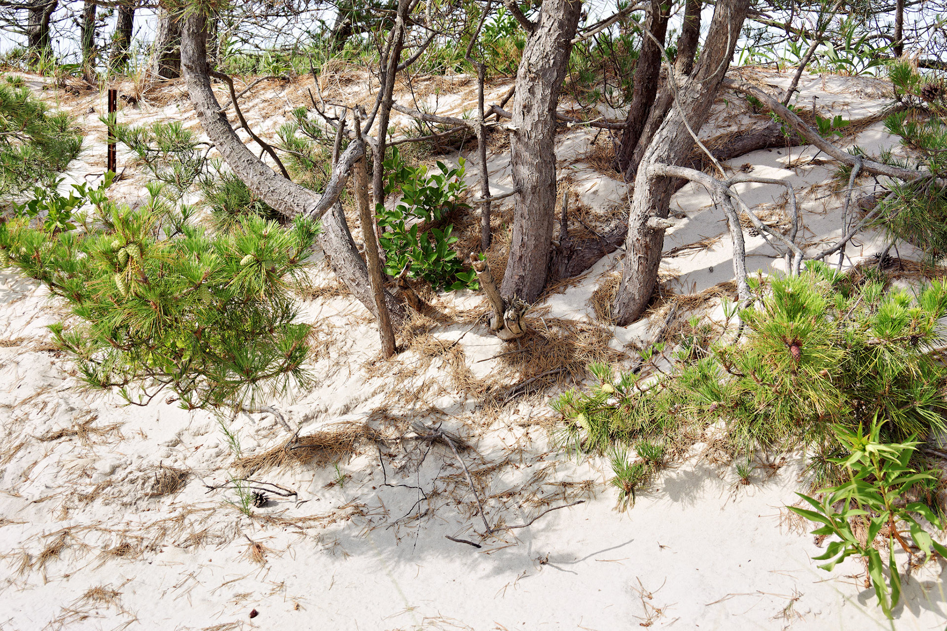 MA_CapeCod_20150717_0050_PS