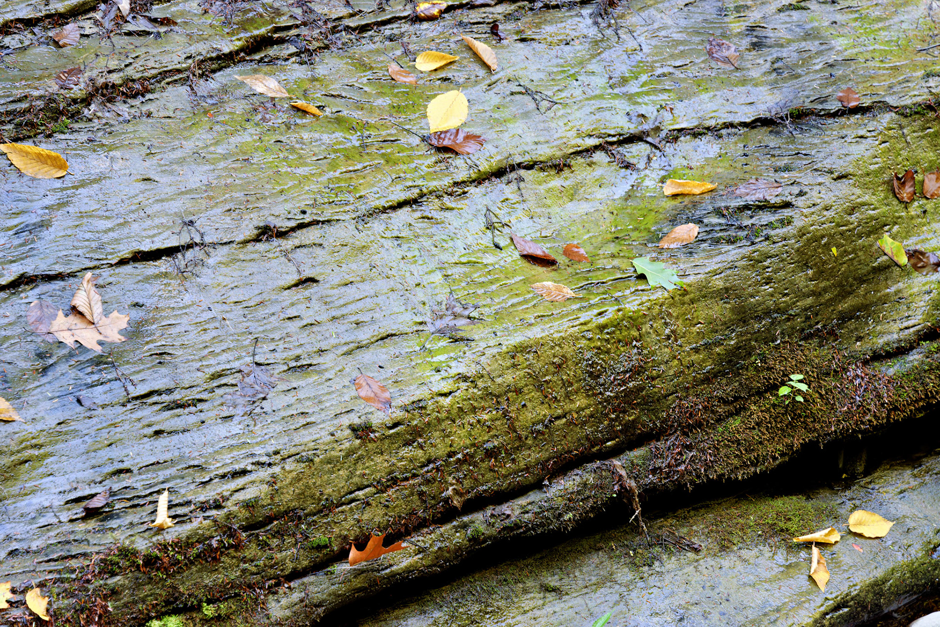 NY_FingerLakes_20120927_0227_PS.tif