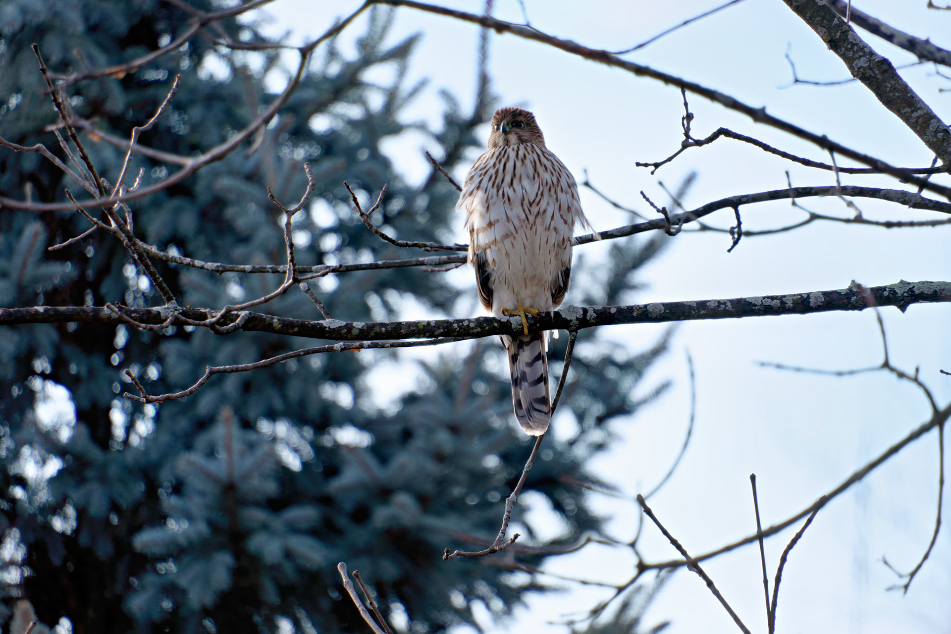 Birds_20231211(_FXT0582)PS