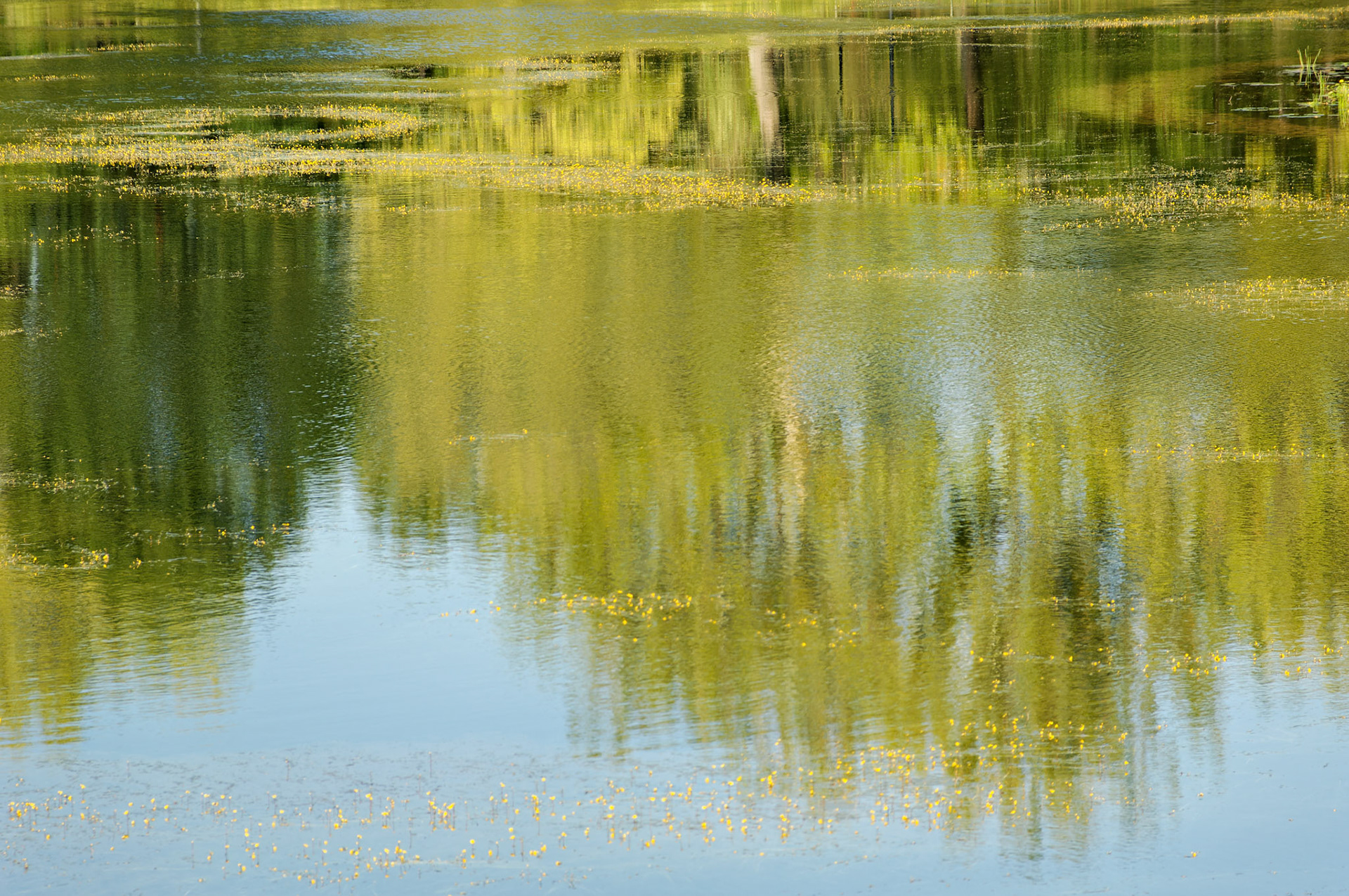 IL_Morton Arboretum_20050920_0237_PS