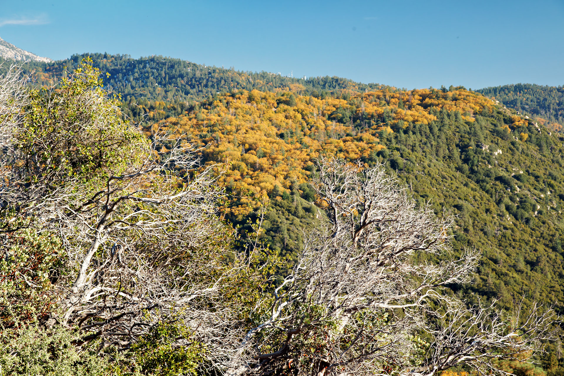 CA_PalmSprings_20111116_0440_PS