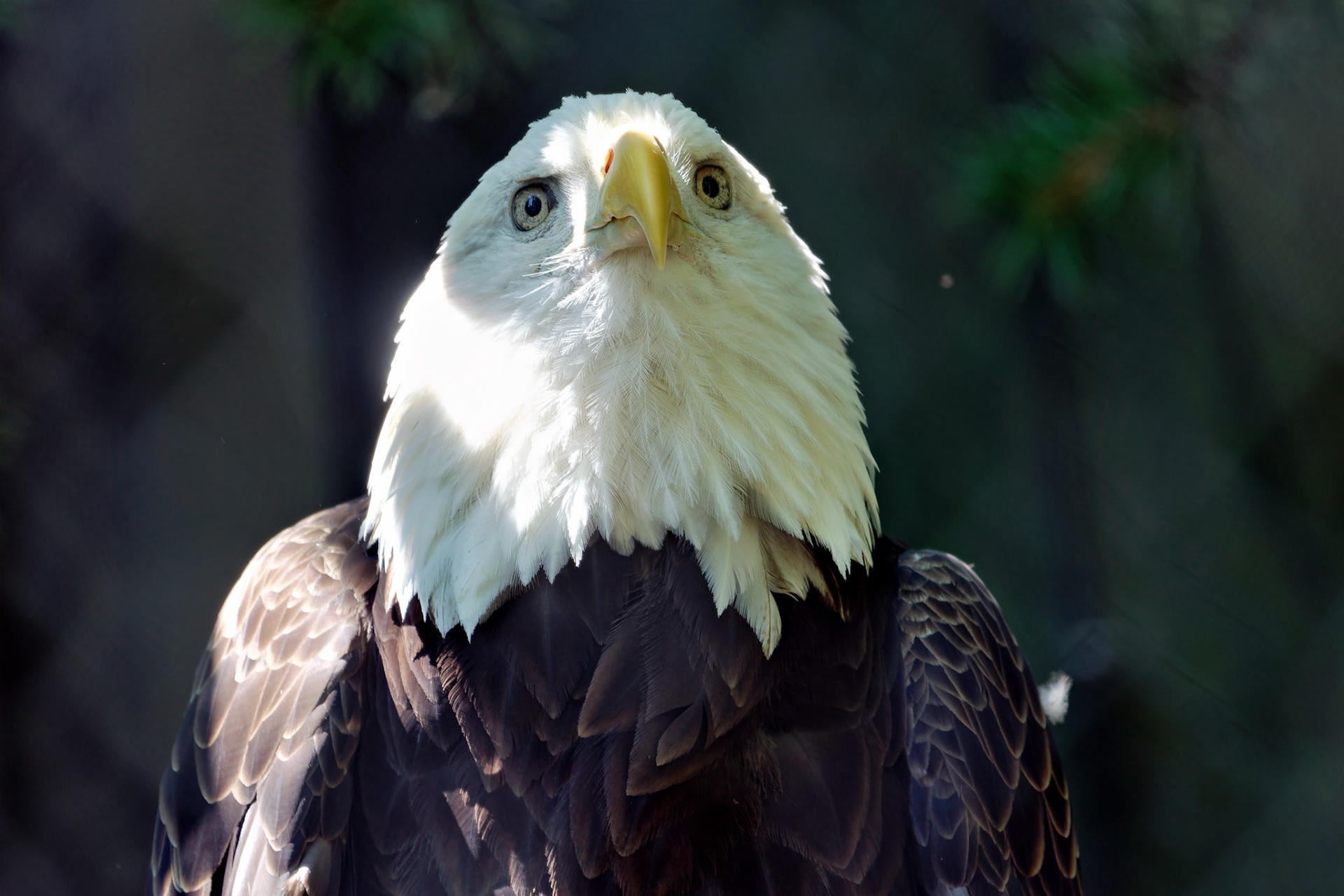 Birds_IN_Indianapolis Zoo_20170608_0236_PS