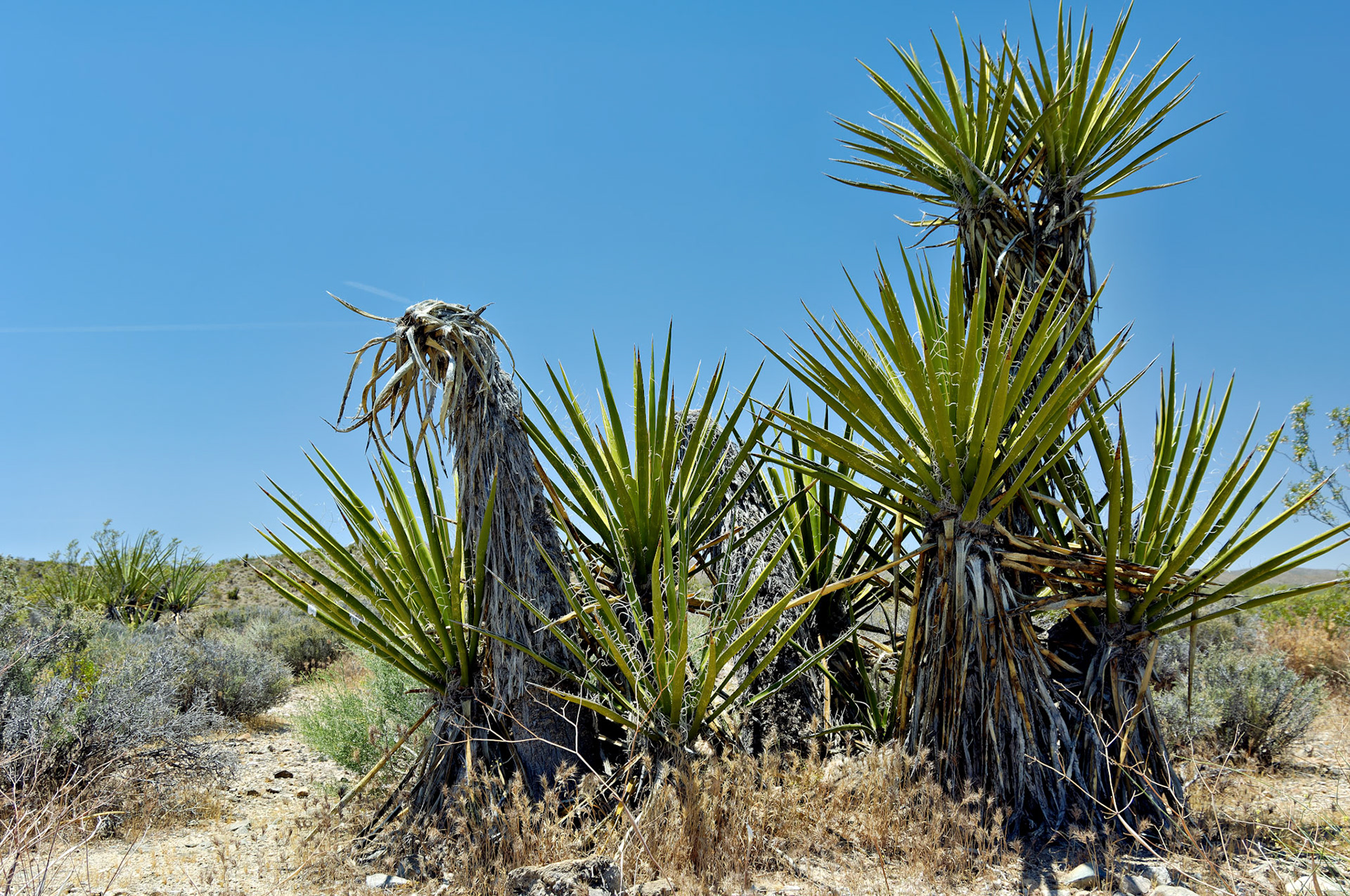 CA_20050614_0073_PS