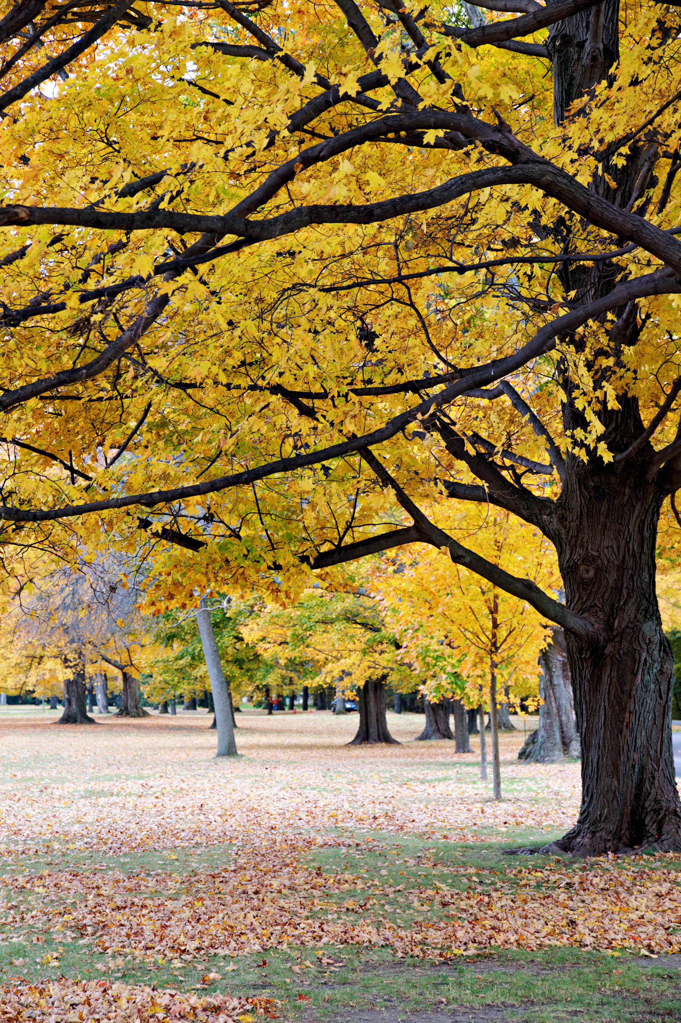 NY_20091023_0037_PS