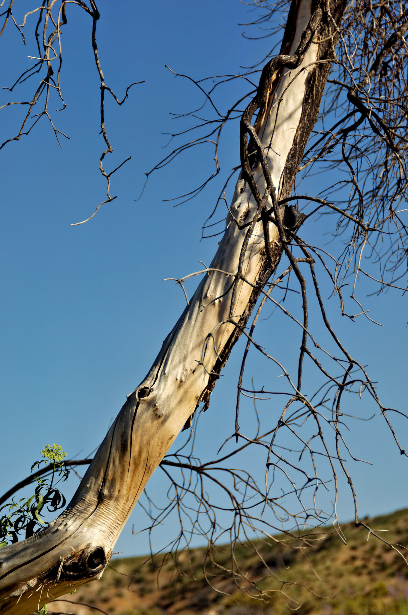 CA_20050613_0052_PS