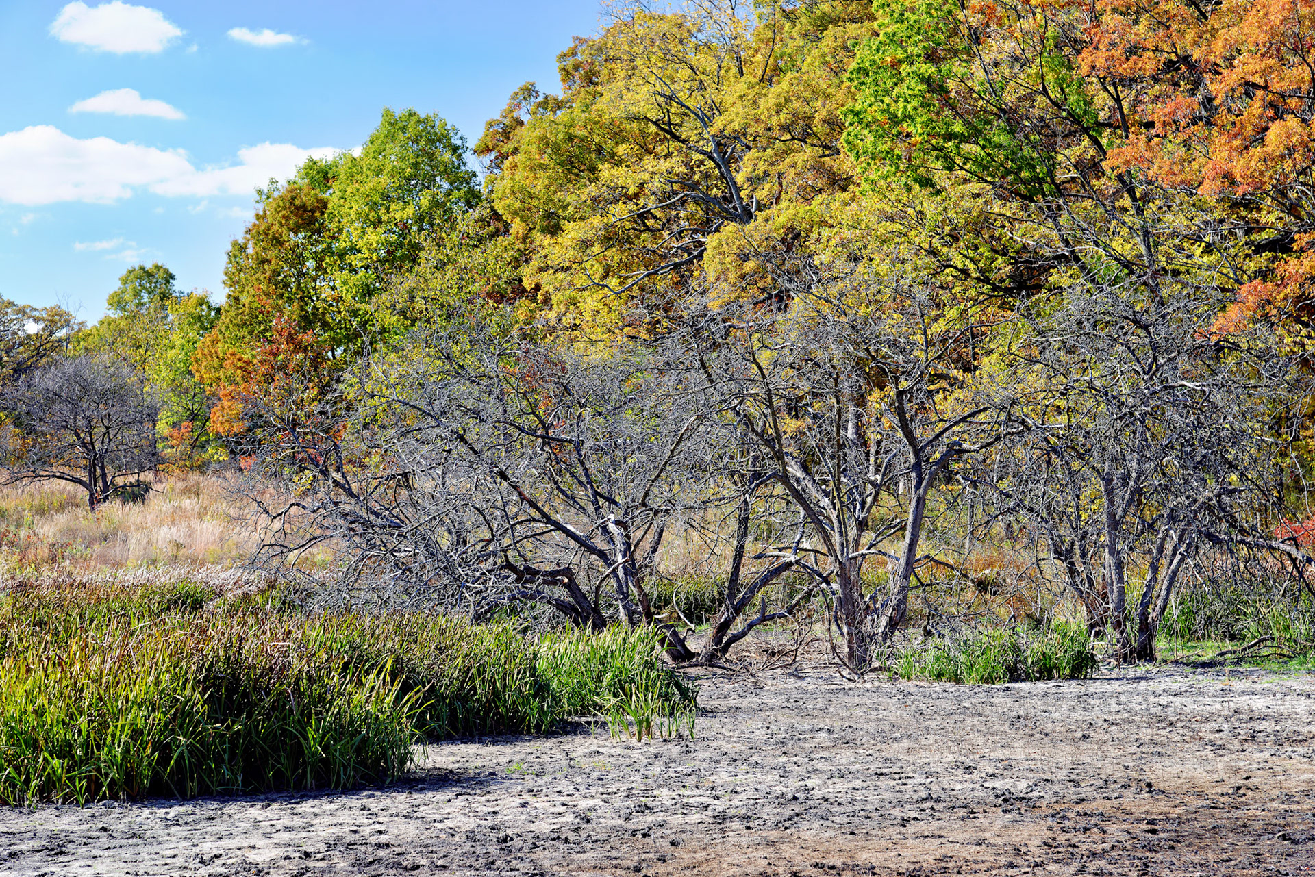 IL_Morton Arboretum_20121012_0587_PS