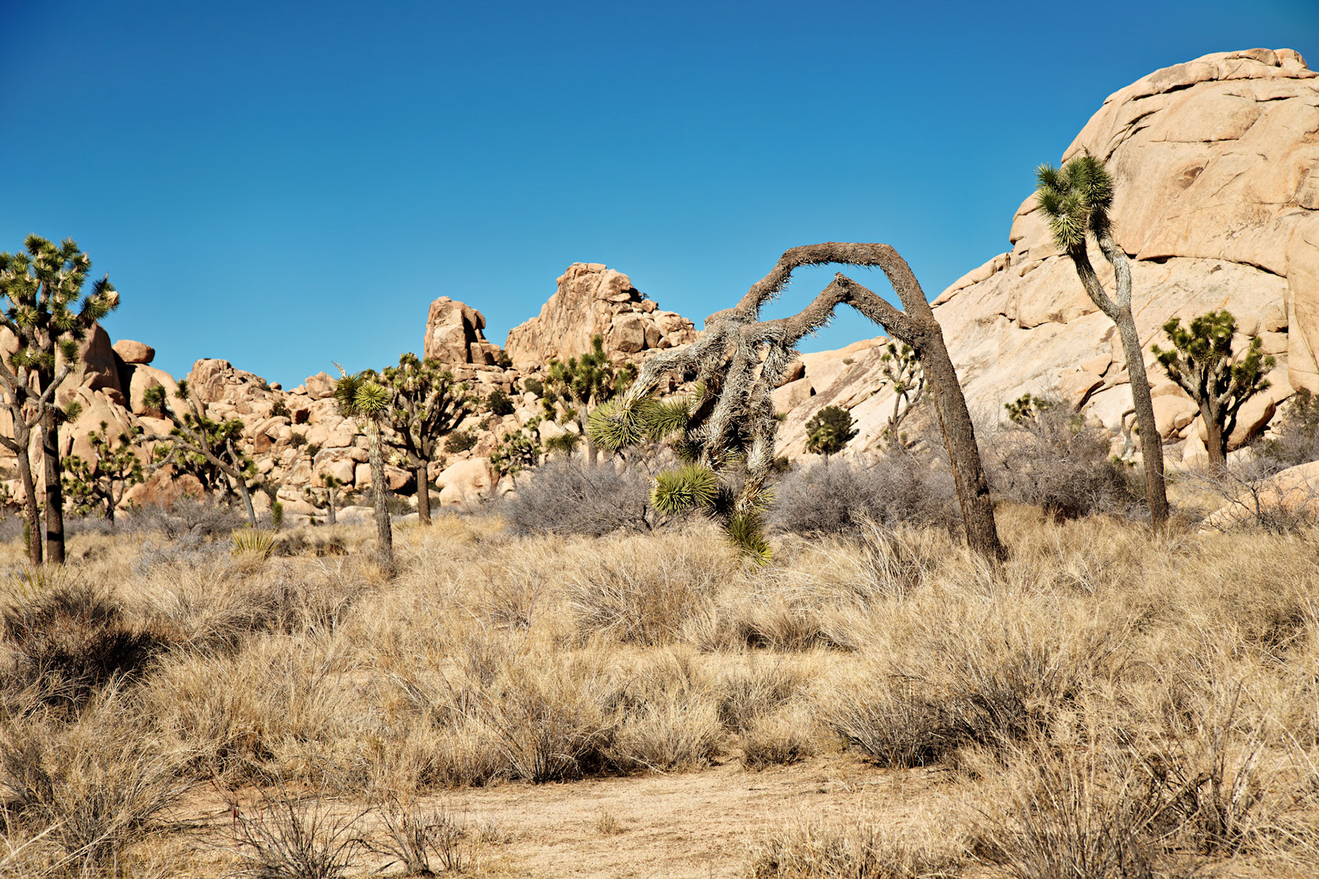 CA_PalmSprings_20090115_0215_PS