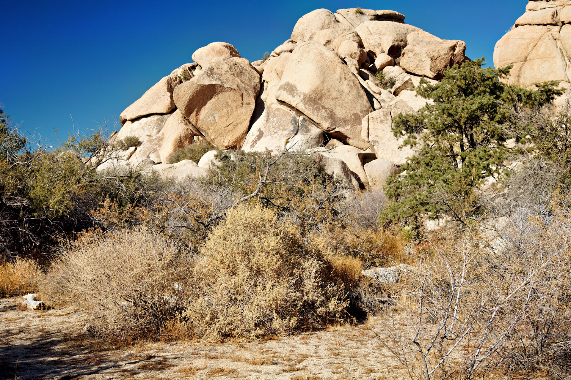 CA_JoshuaTree_20111114_0168_PS