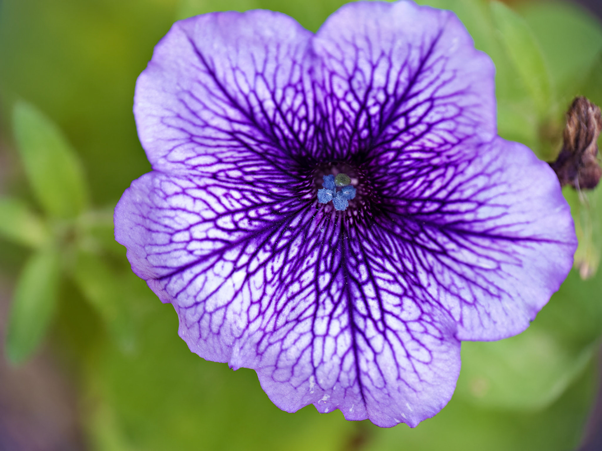 Flowers_20221113-0038_PS