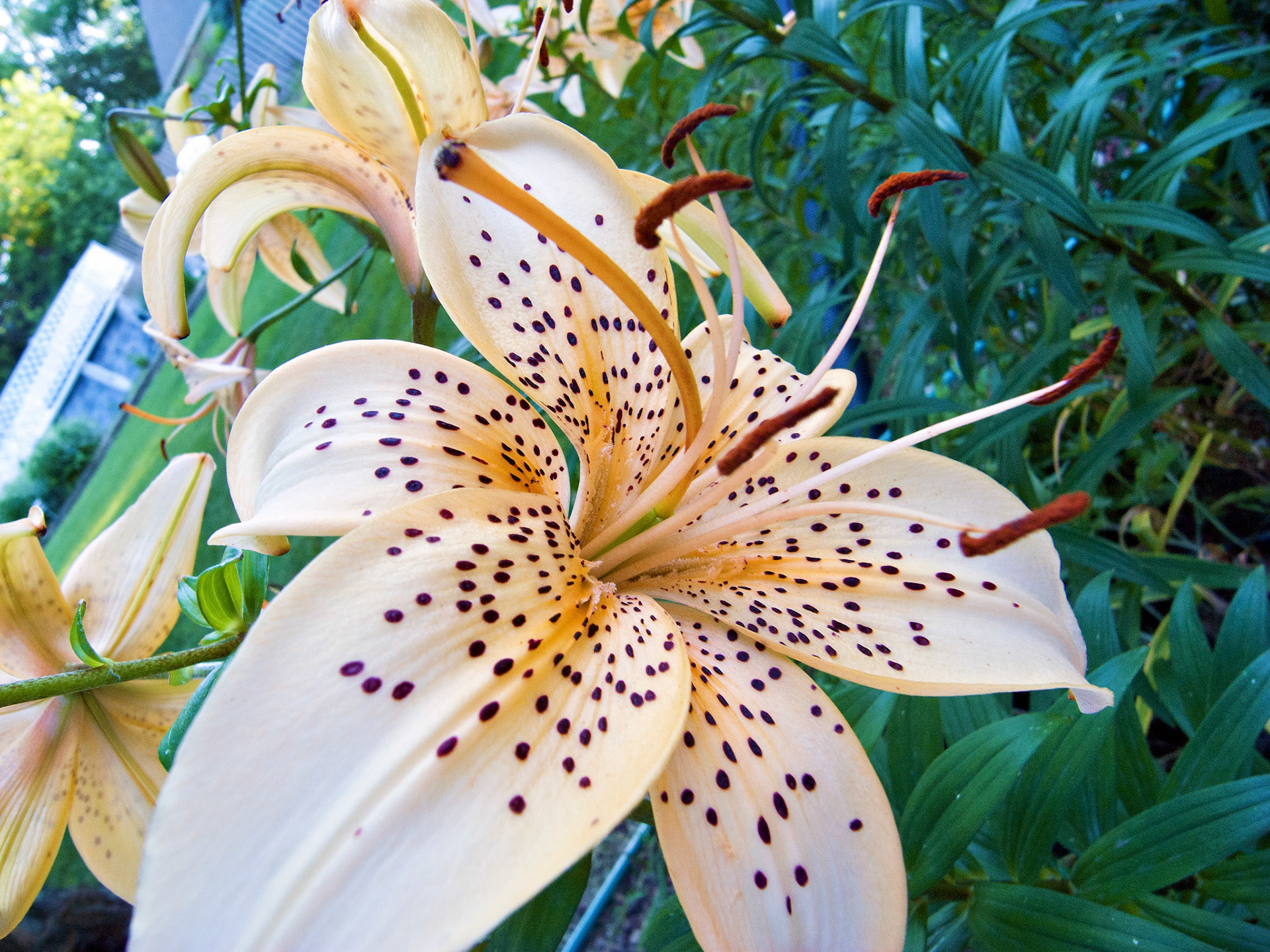 Flowers_20080704_0387_PS