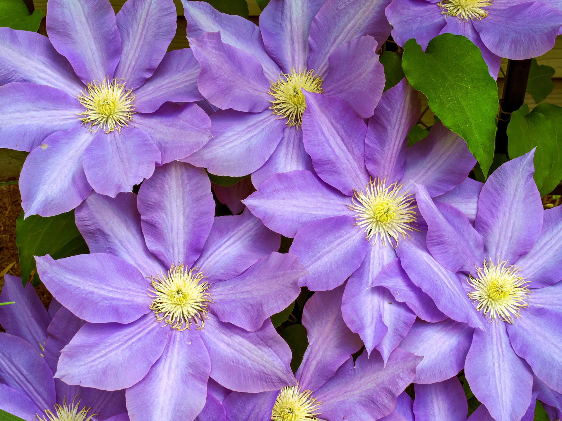 Flowers_20100522_0503_PS