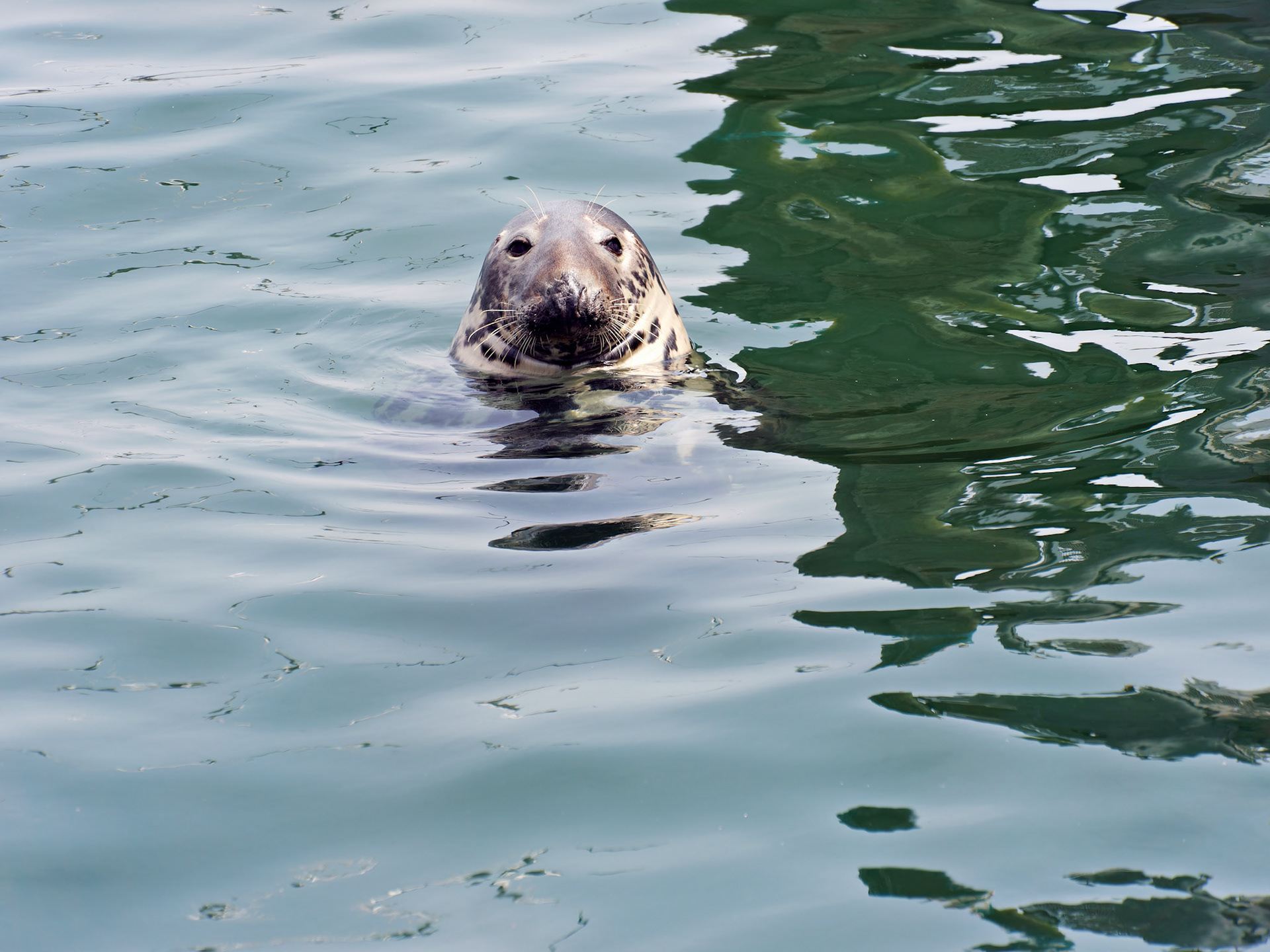 MA_CapeCodChattham_20180725_0066_PS