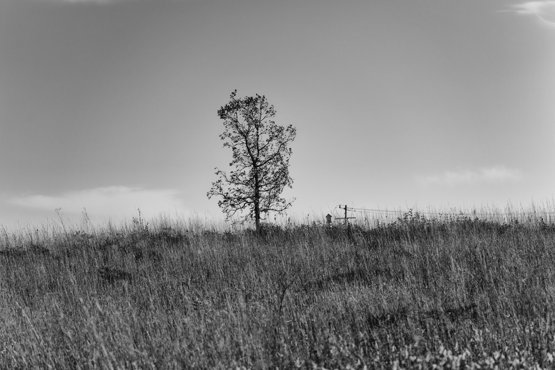 BW_20211108-7_DxO_BW