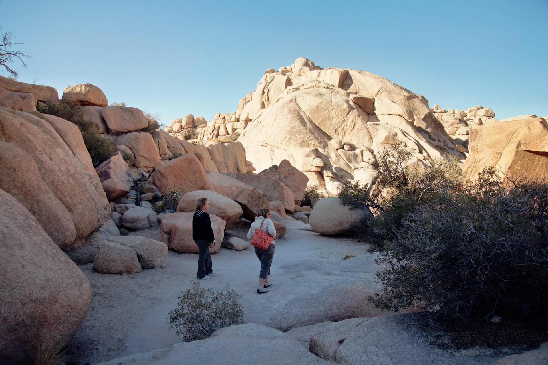 CA_JoshuaTree_20111114_0202_PS