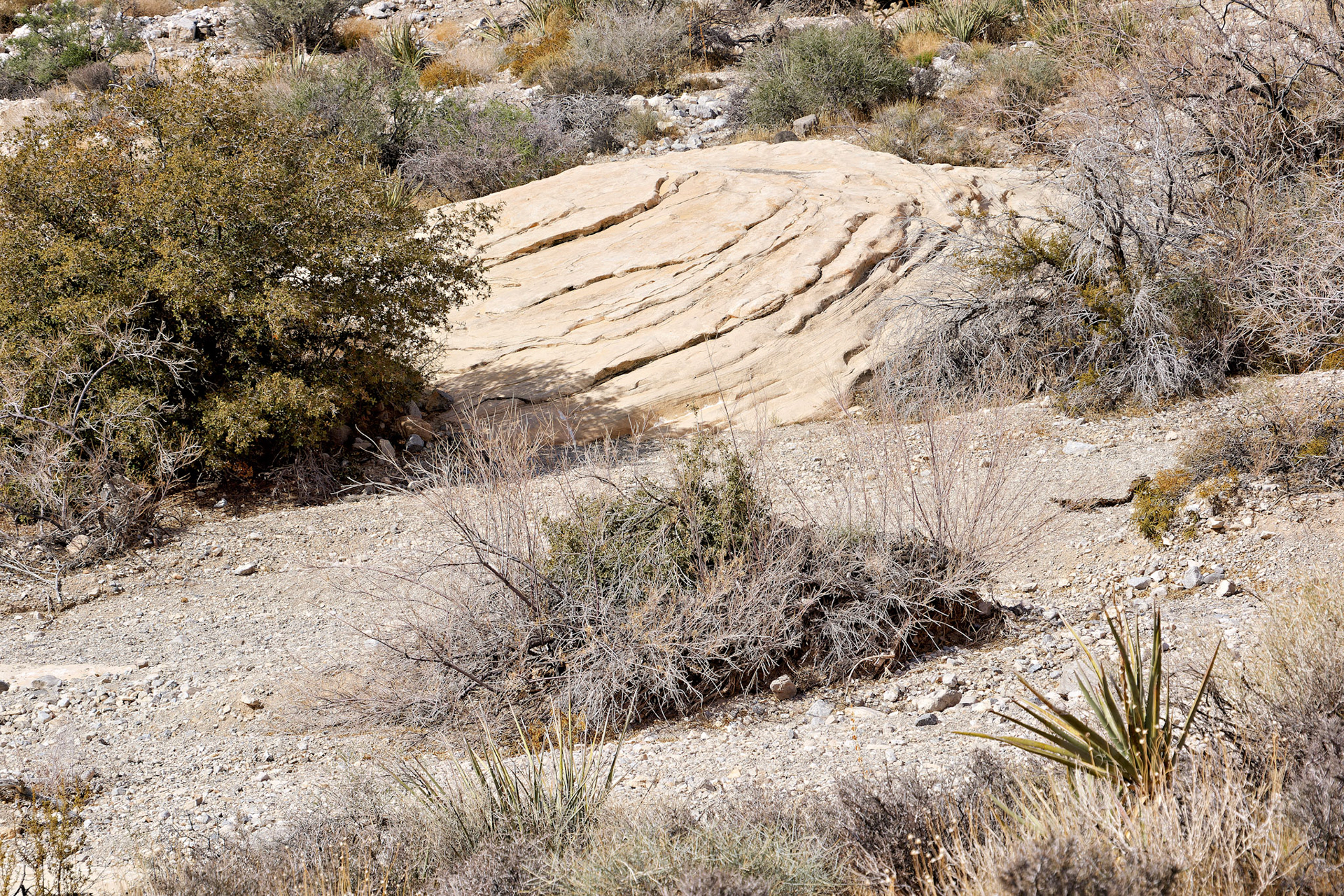 NV_Deserts_20120312_0072_PS.tif