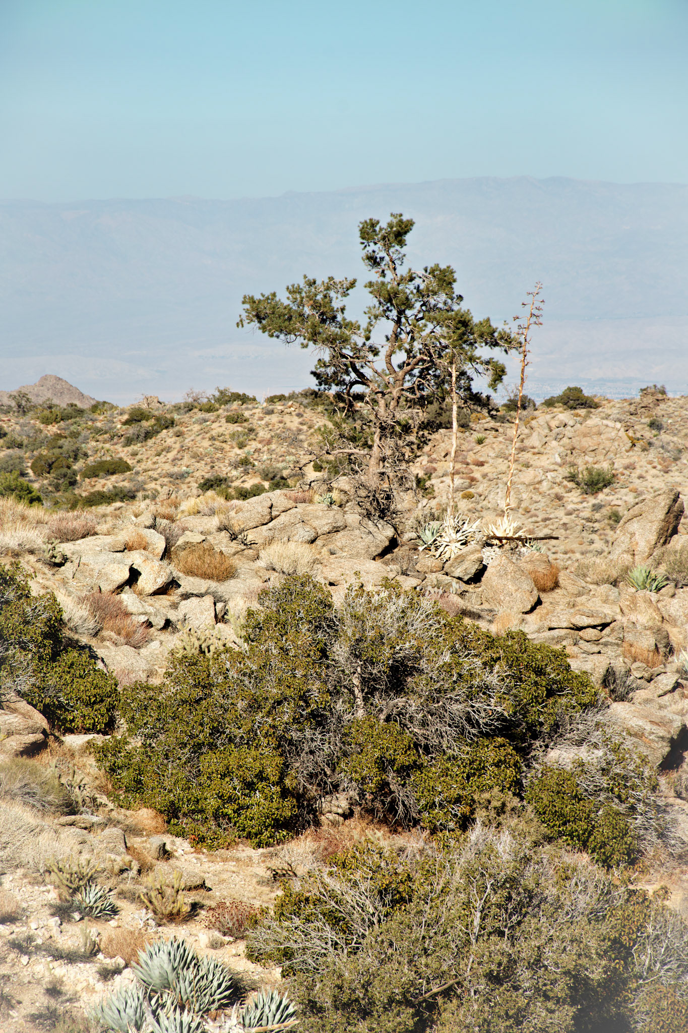 CA_PalmSprings_20111116_0429_PS