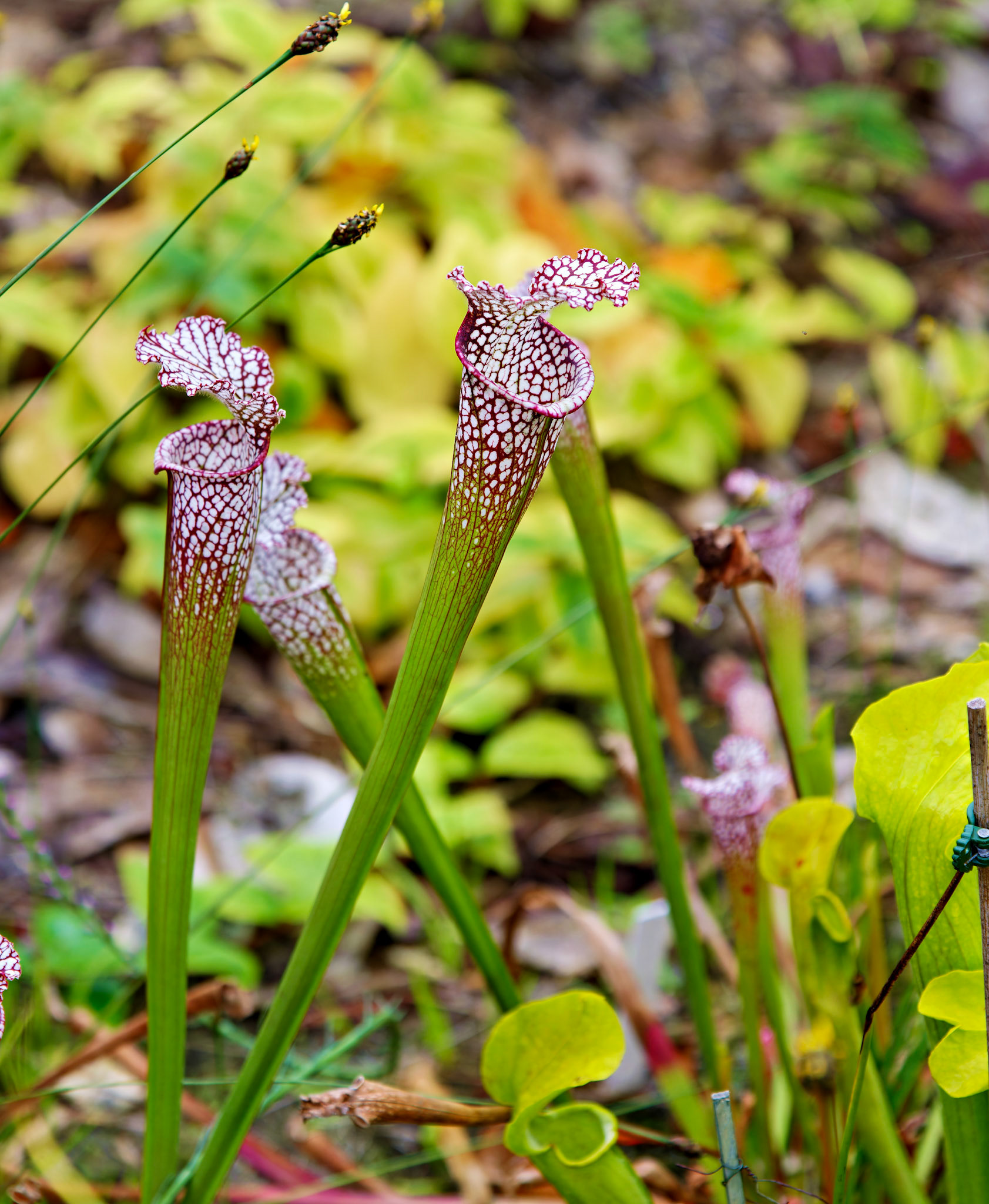 Flowers_20120928_0601_PS