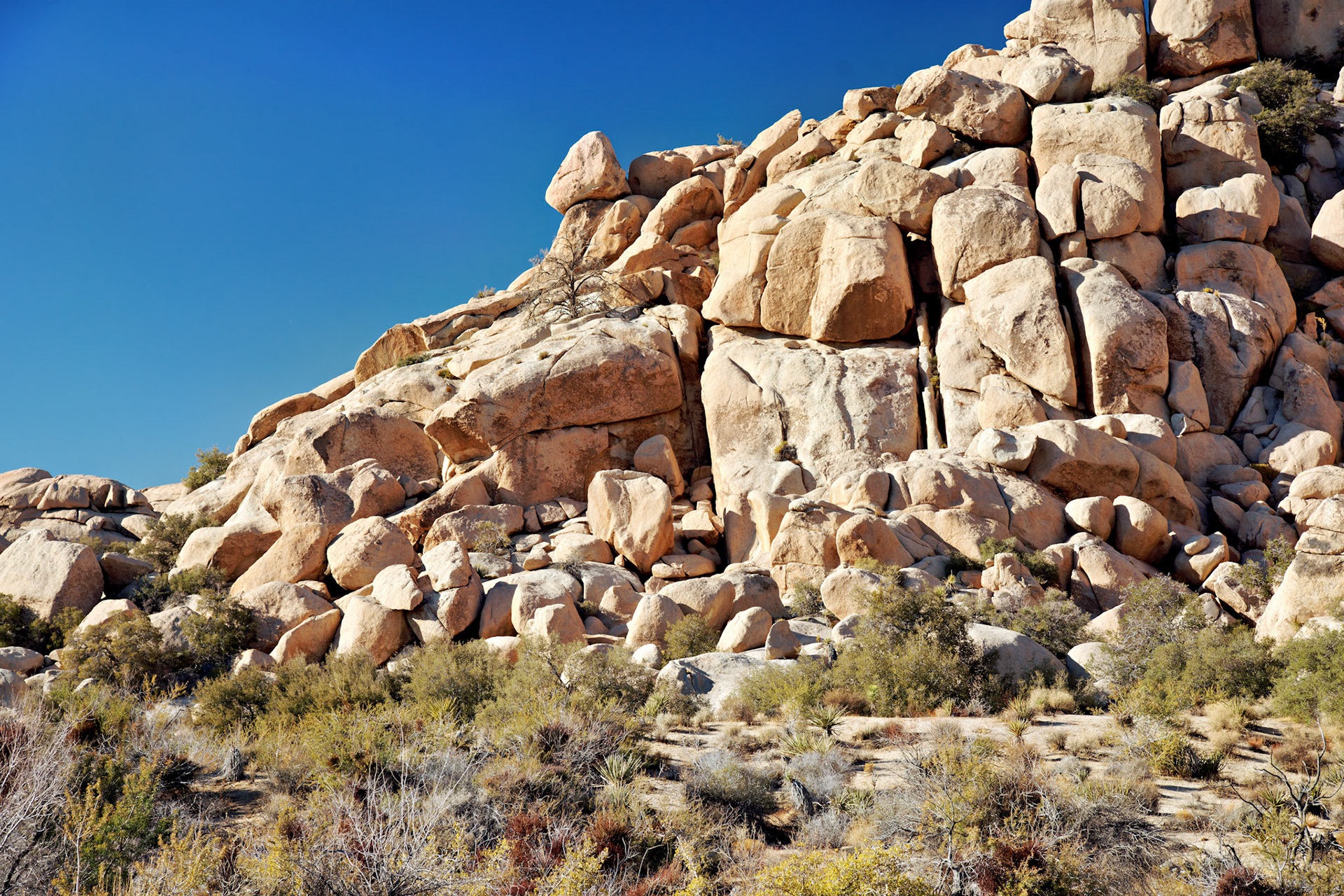 CA_JoshuaTree_20111114_0237_PS