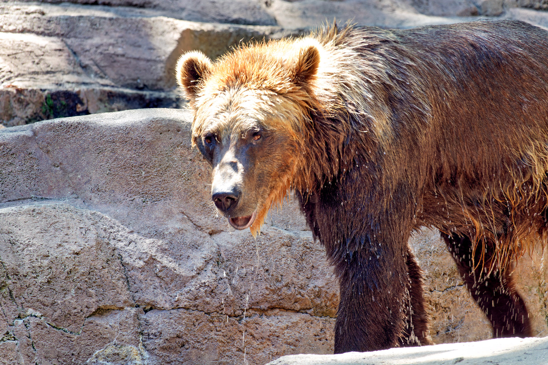 Wildlife_IN_Indianapolis Zoo_20170608_0228_PS