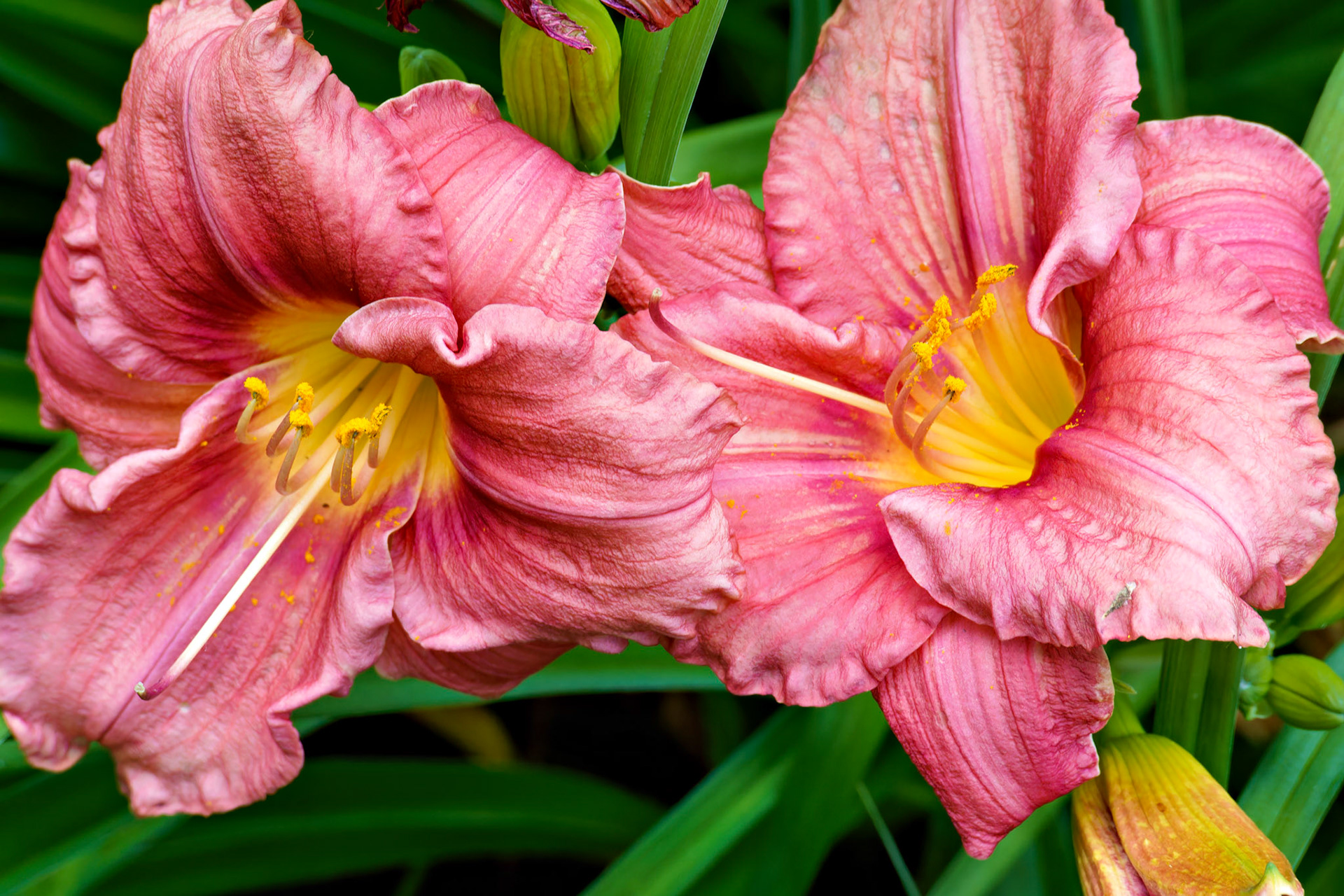 Flowers_20140704_0688_PS