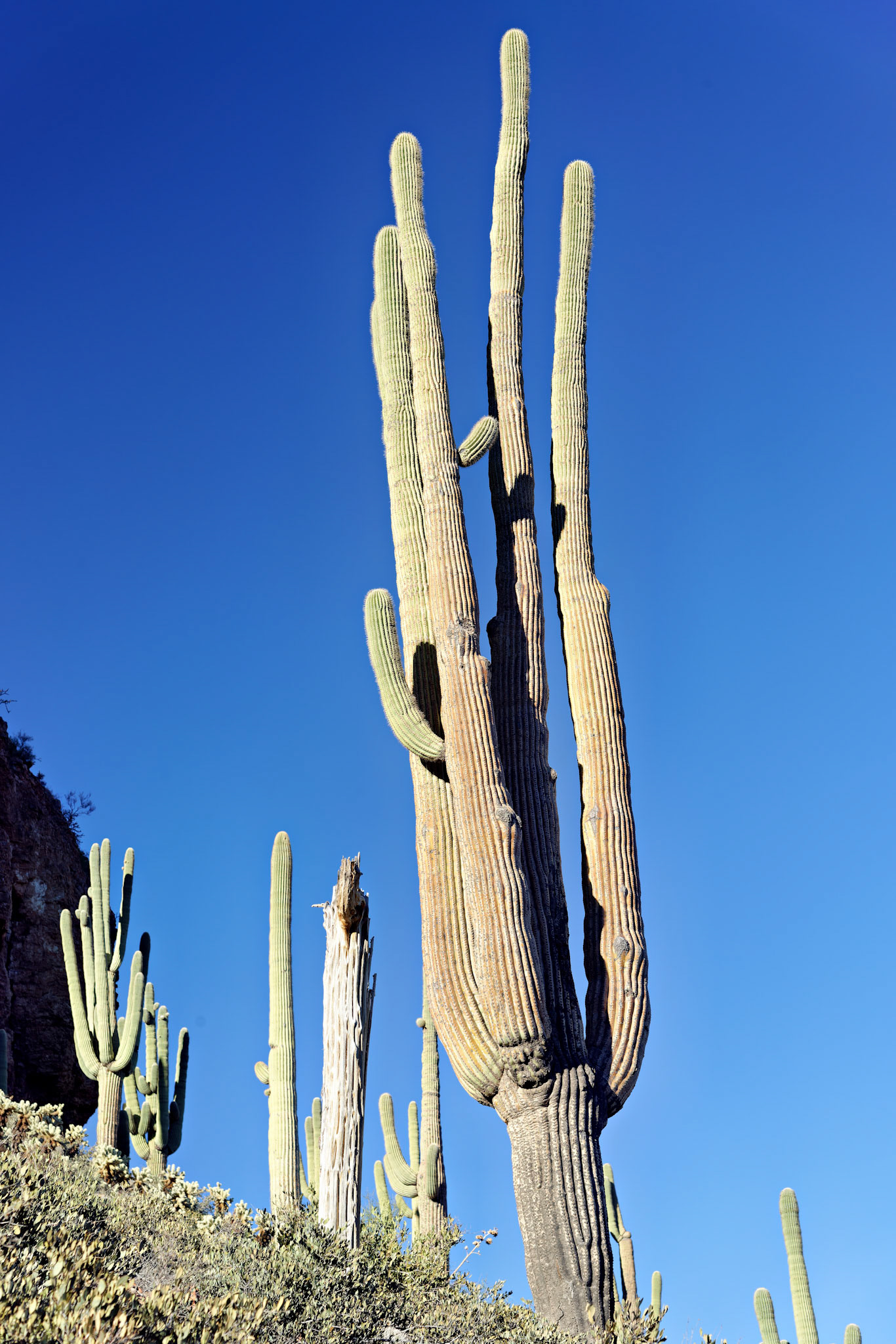 AZ_20121210_0439_PS.dng