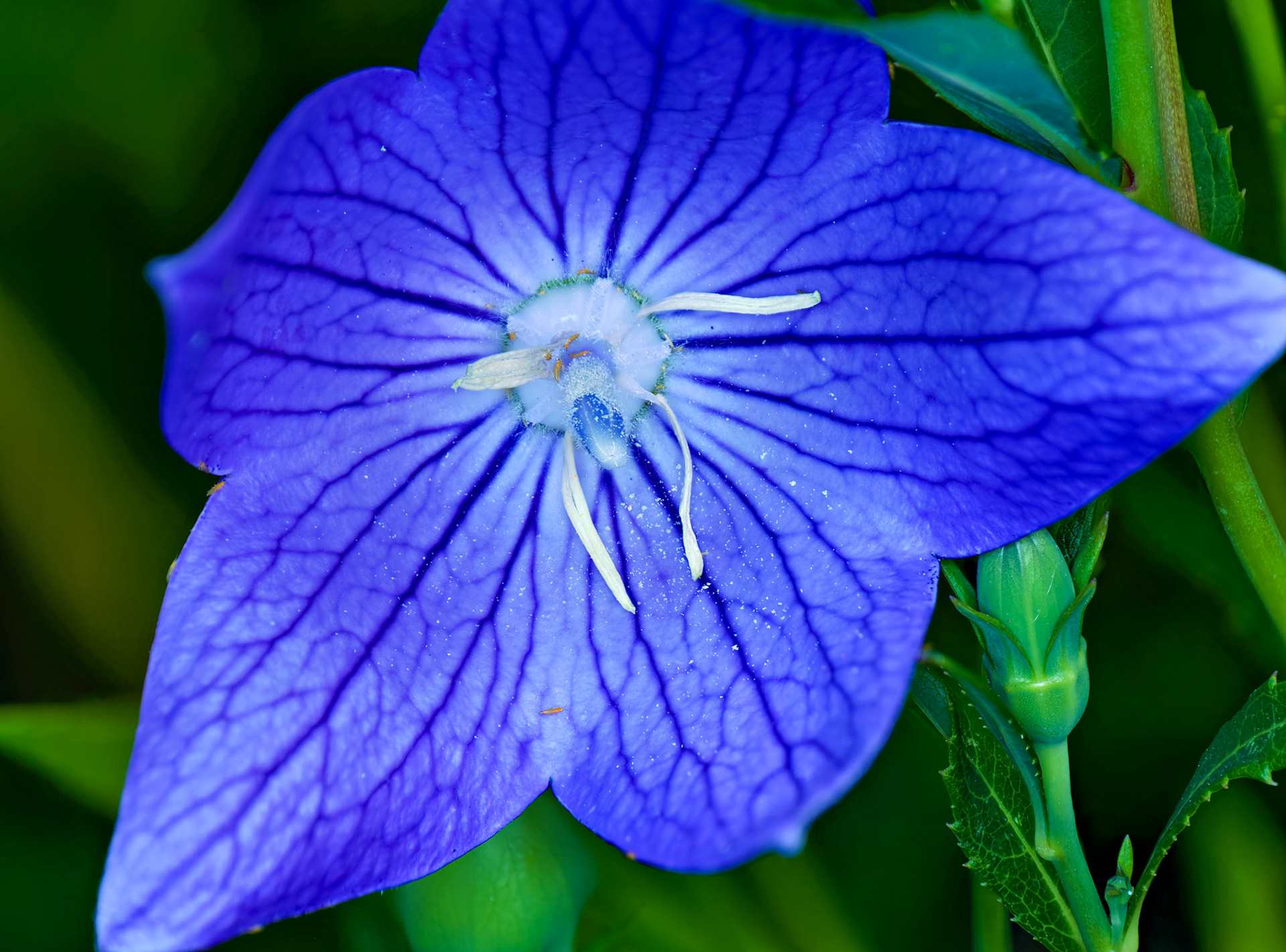 Flowers_20220702-0048_PS