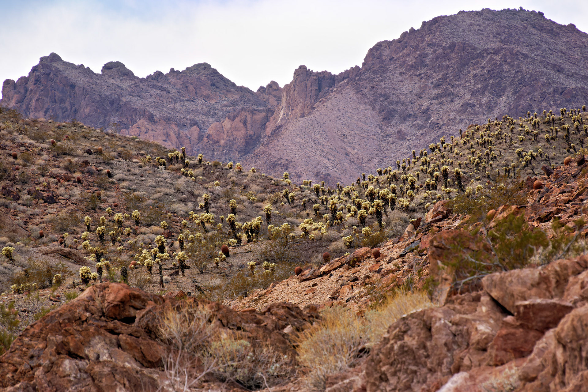 NV_Deserts_20120314_0326_PS