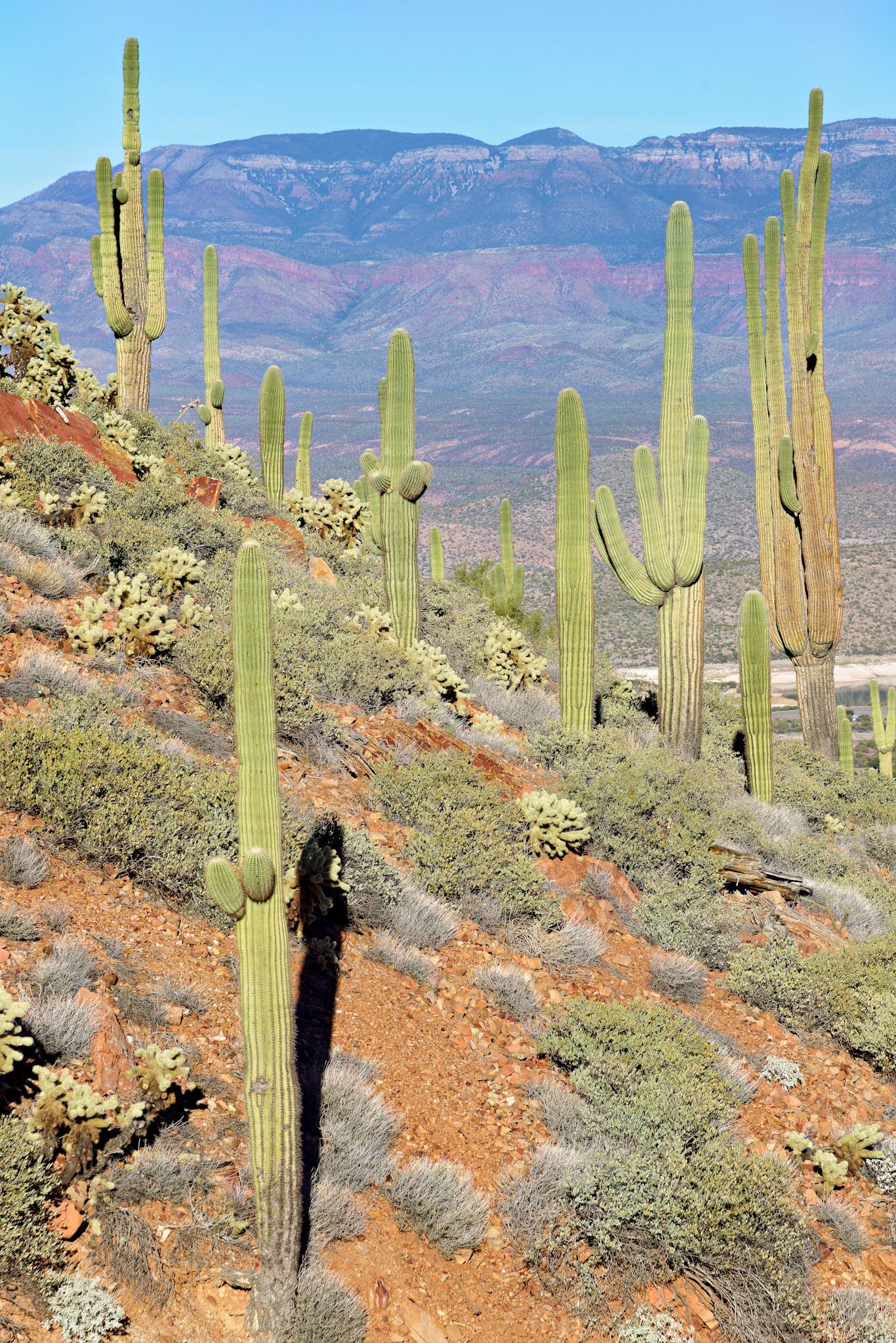 AZ_20121210_0432_PS.dng