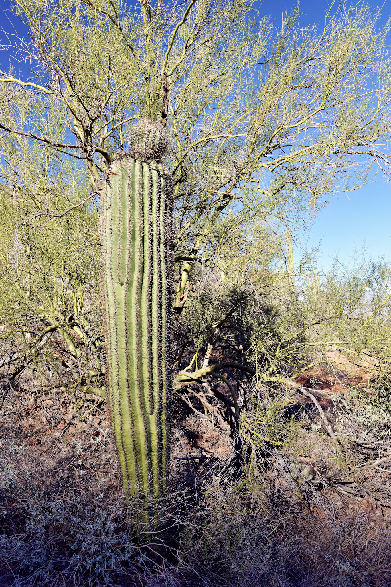 AZ_20121210_0405_PS
