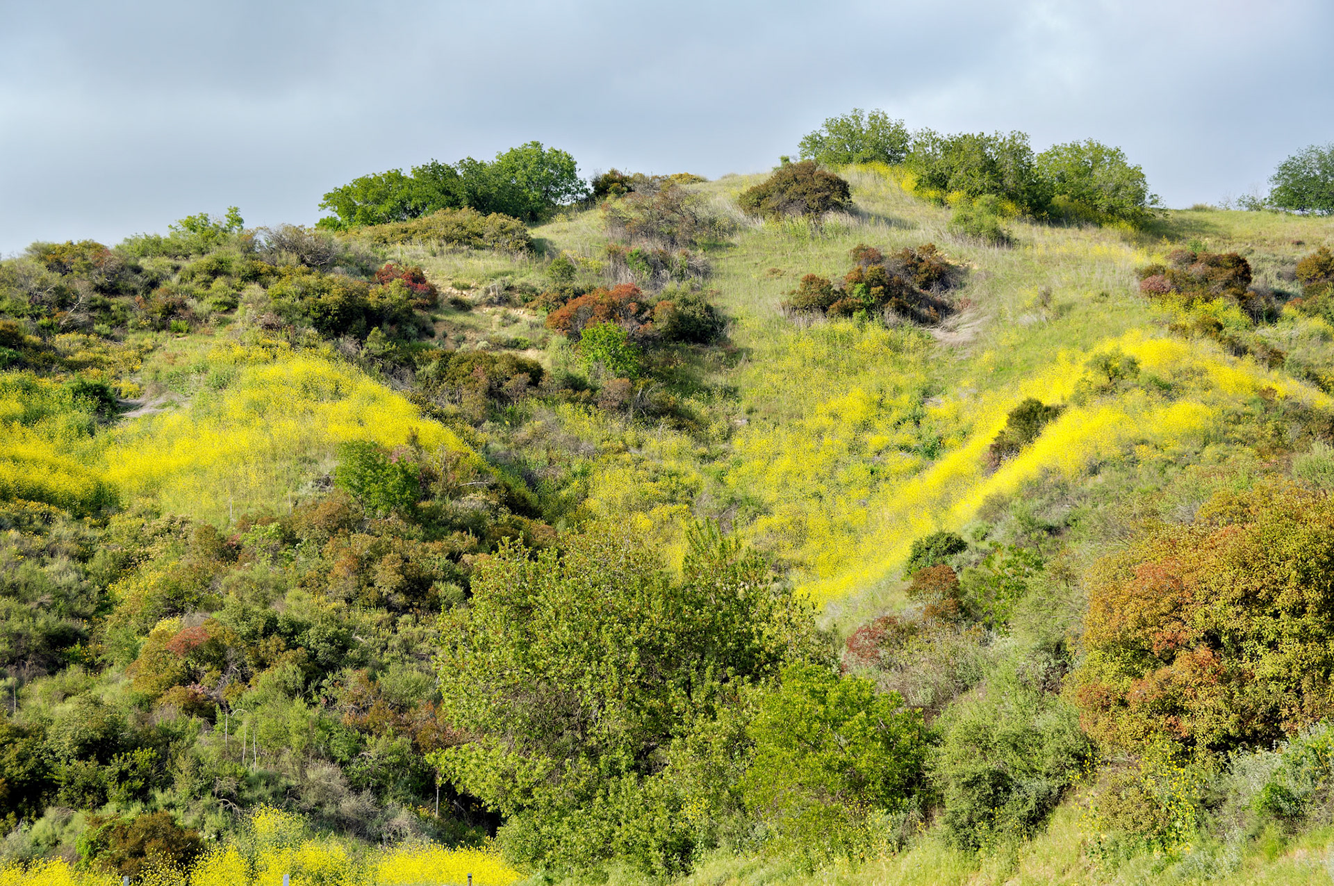 CA_LA_20060504_0337_PS
