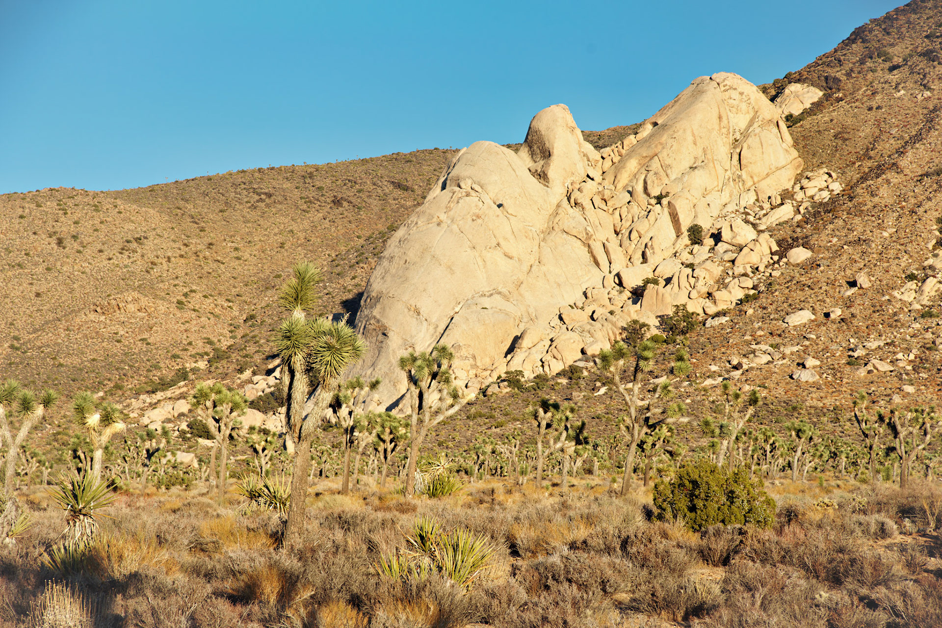 CA_JoshuaTree_20111114_0273_PS