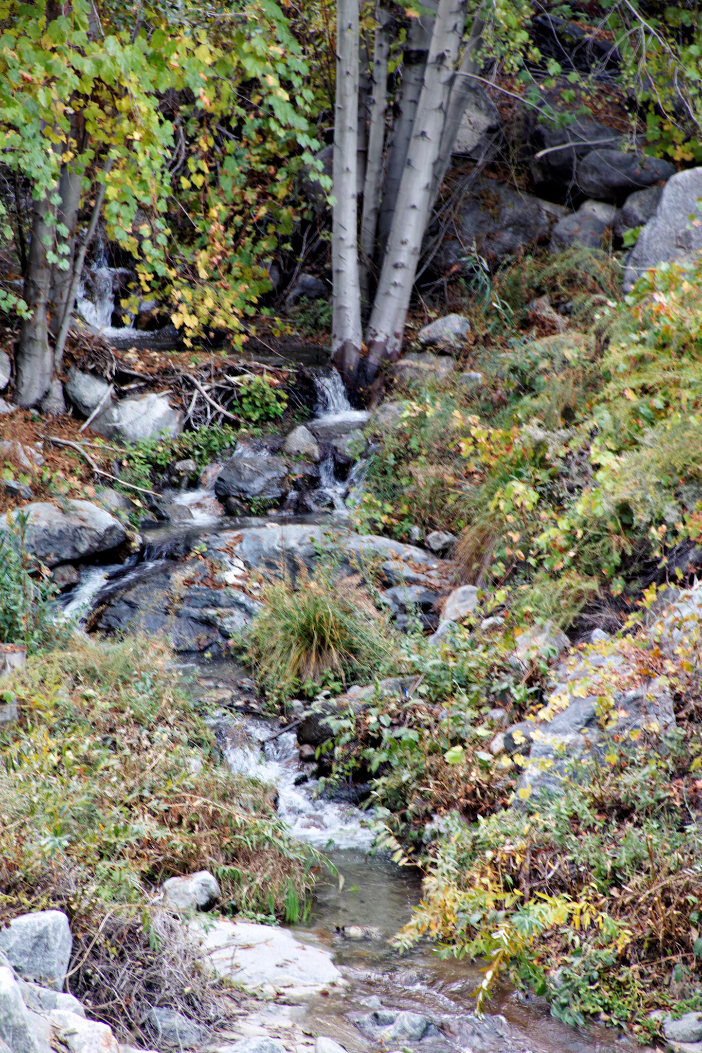 CA_PalmSprings_20111115_0399_PS