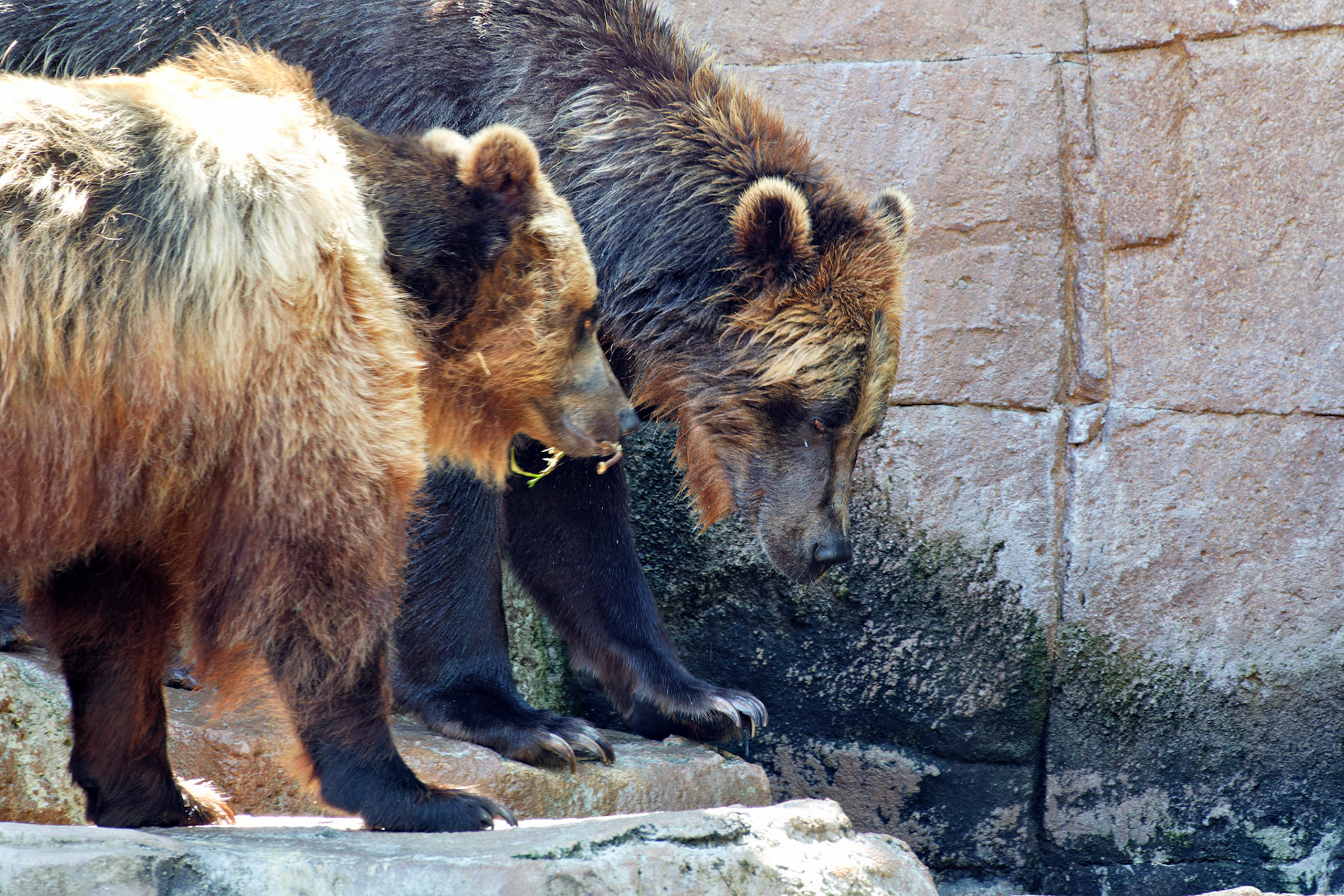 Wildlife_IN_Indianapolis Zoo_20170608_0233_PS