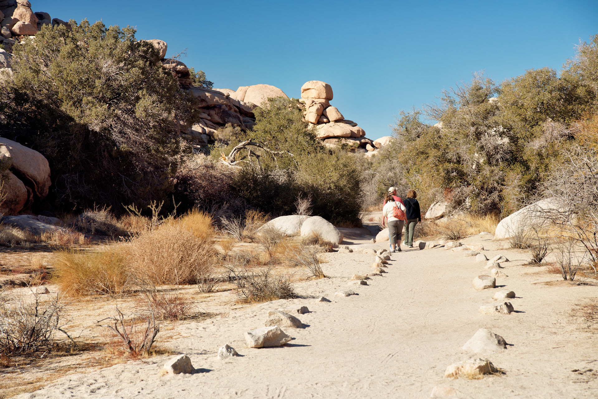 CA_JoshuaTree_20111114_0173_PS