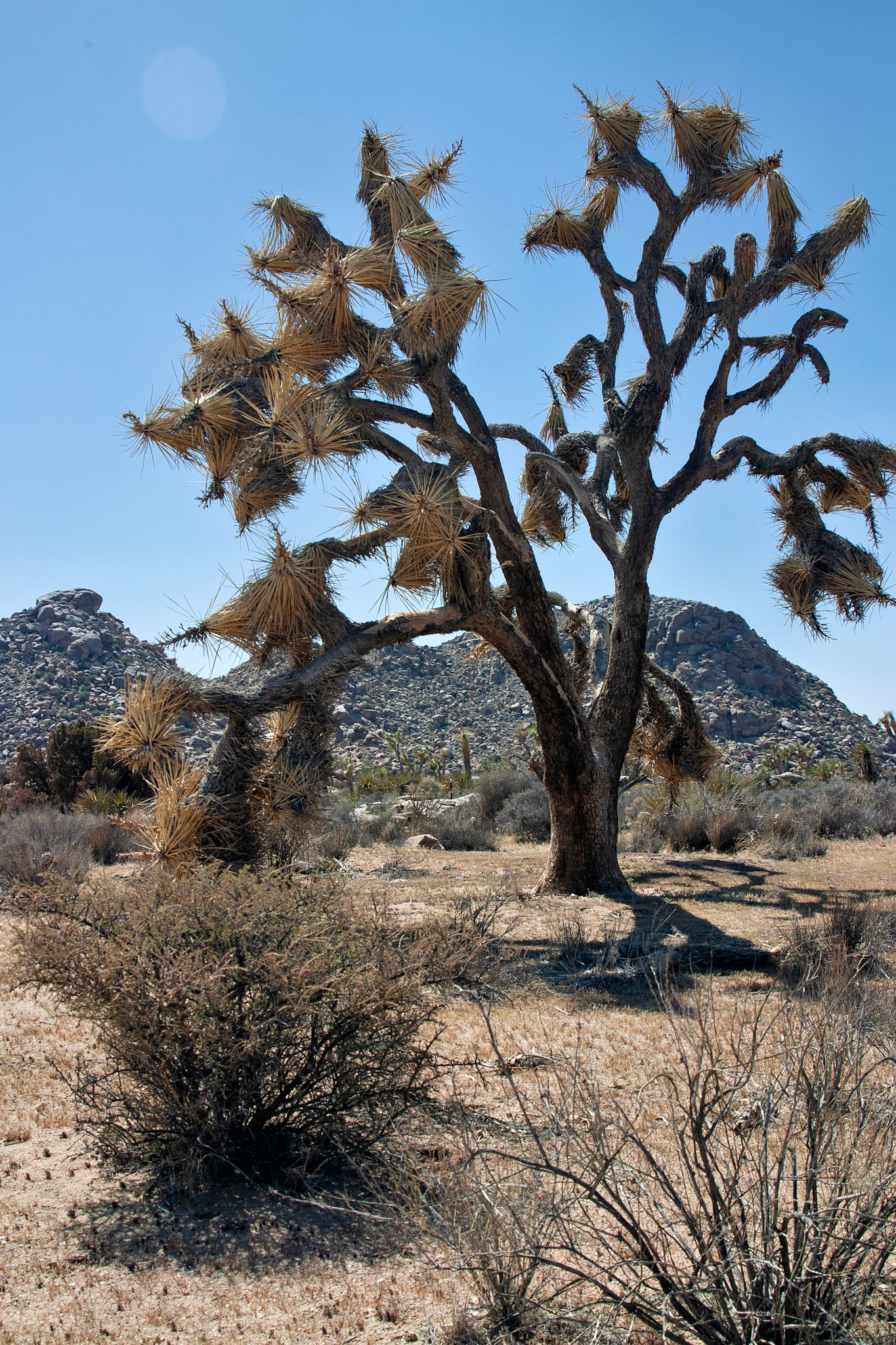 CA_JoshuaTree_20030514_0006_PS