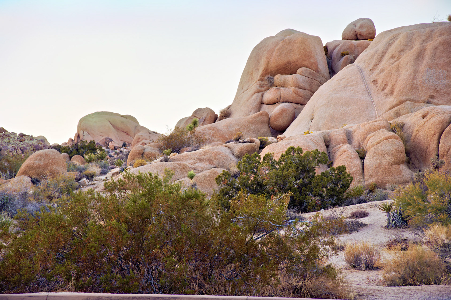 CA_JoshuaTree_20111114_0287_PS