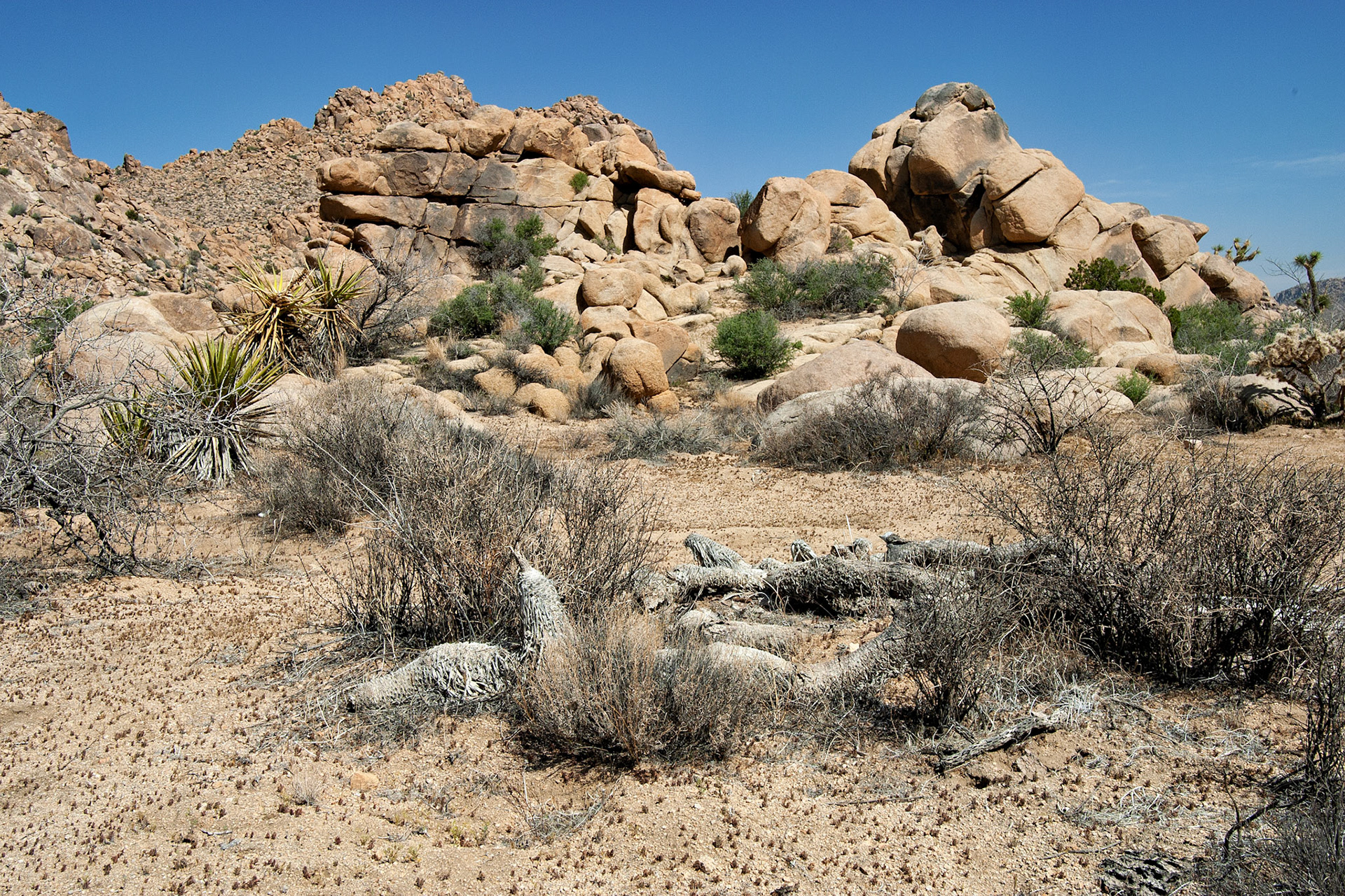 CA_JoshuaTree_20030514_0011_PS