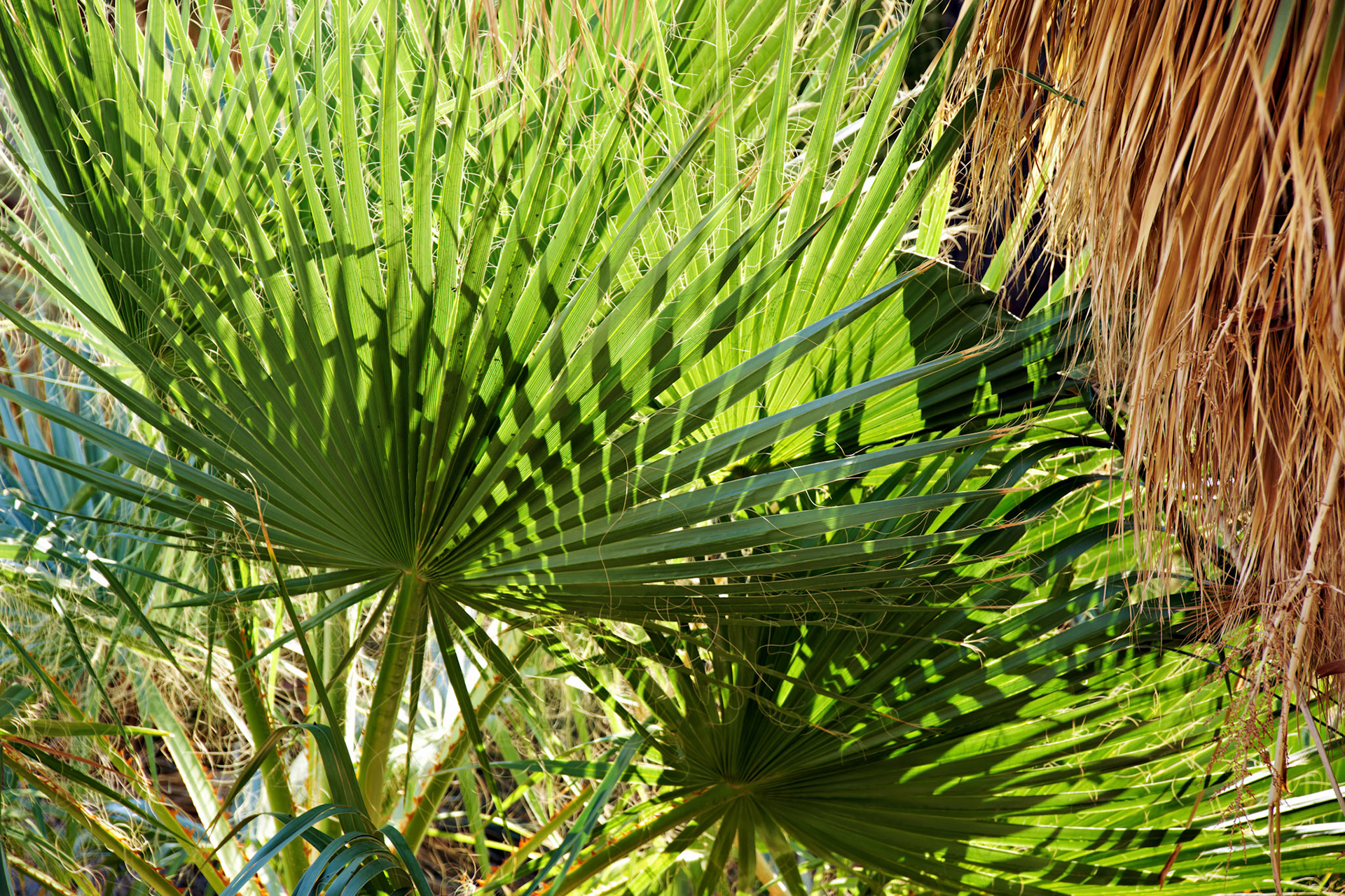 CA_PalmSprings_20111117_0477_PS