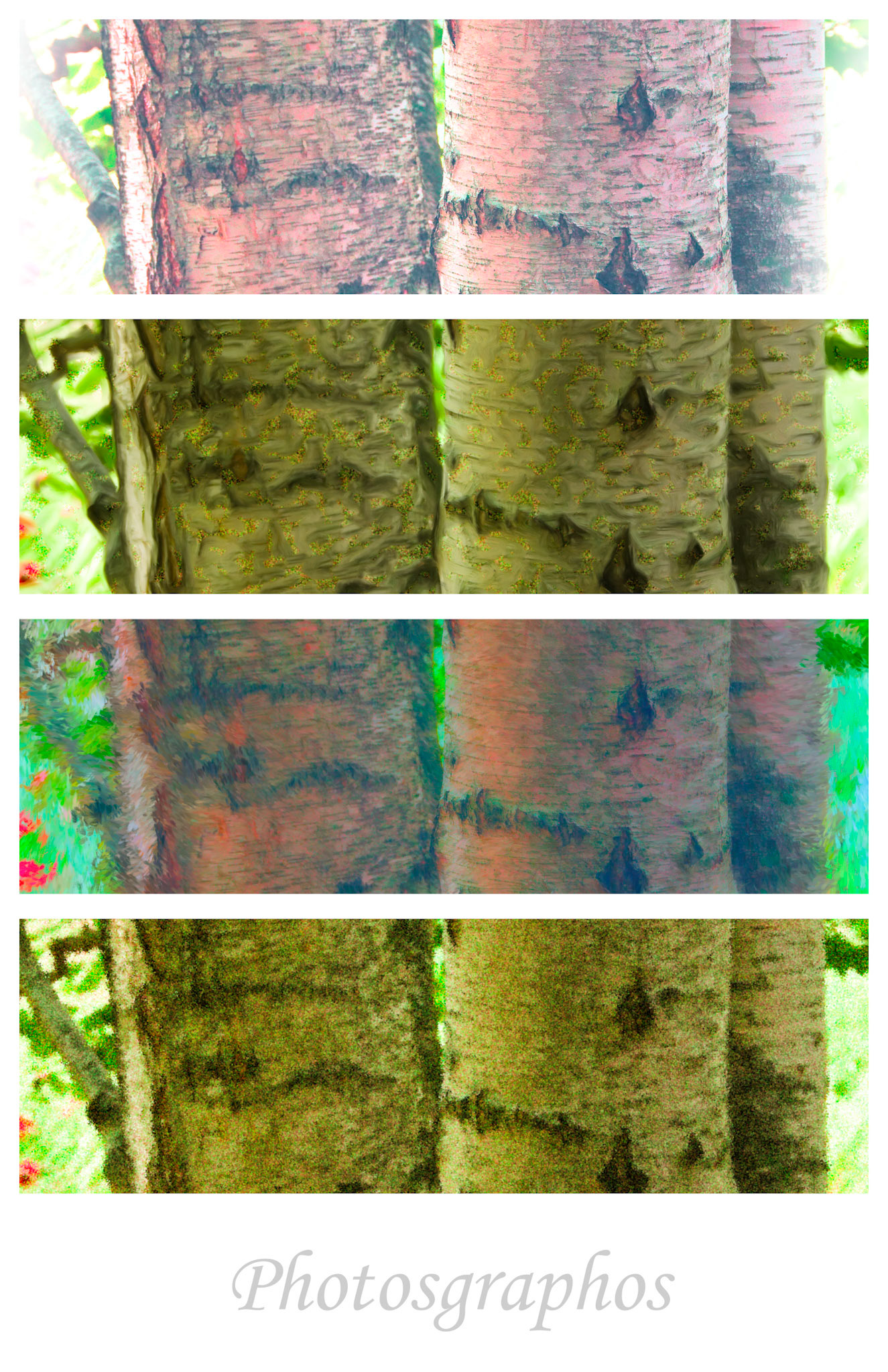 Artistic_Birch4WideBTabloid