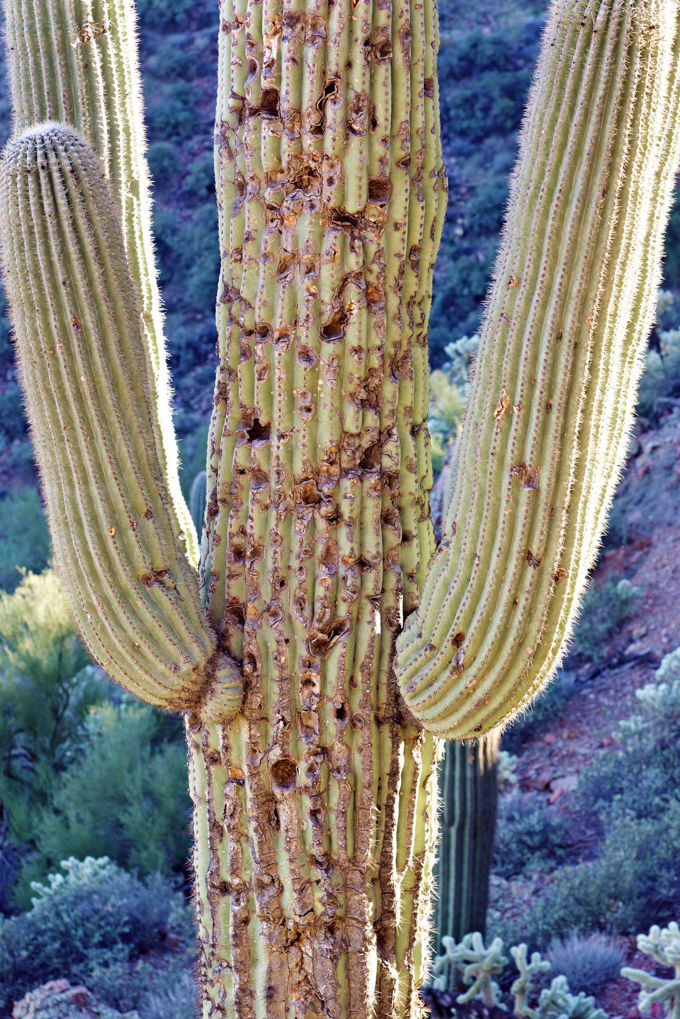 AZ_20121210_0436_PS
