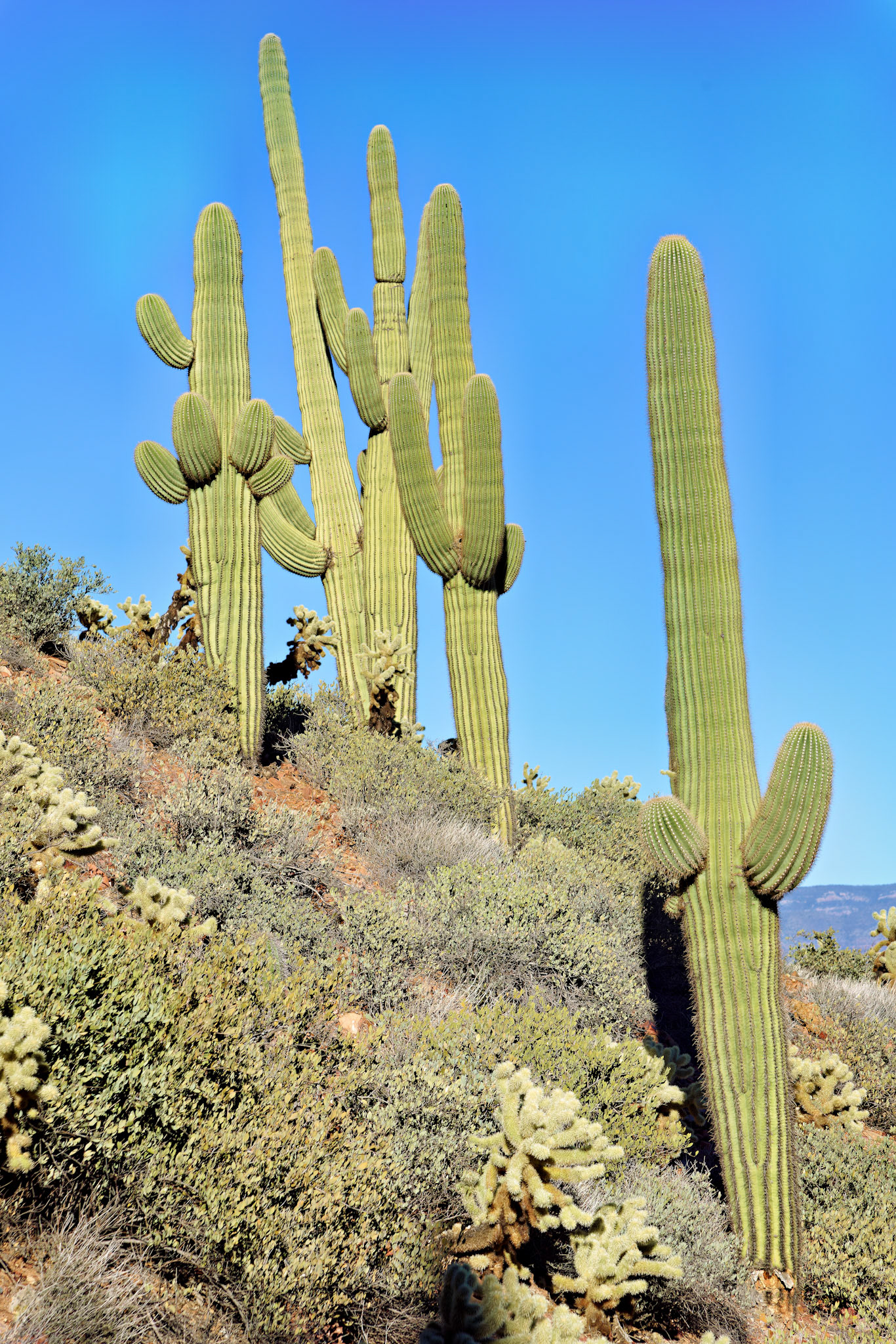 AZ_20121210_0435_PS
