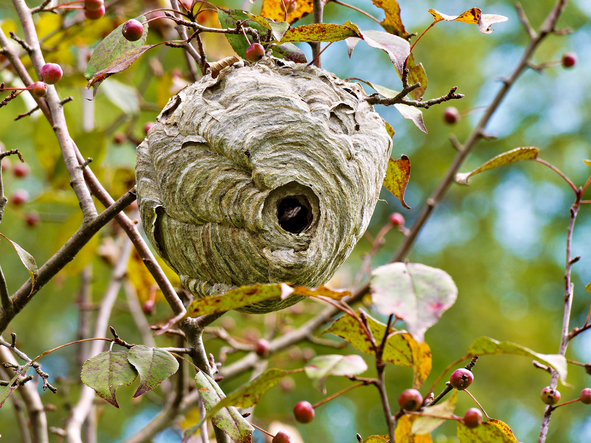 Insects_20130817_0322_PS