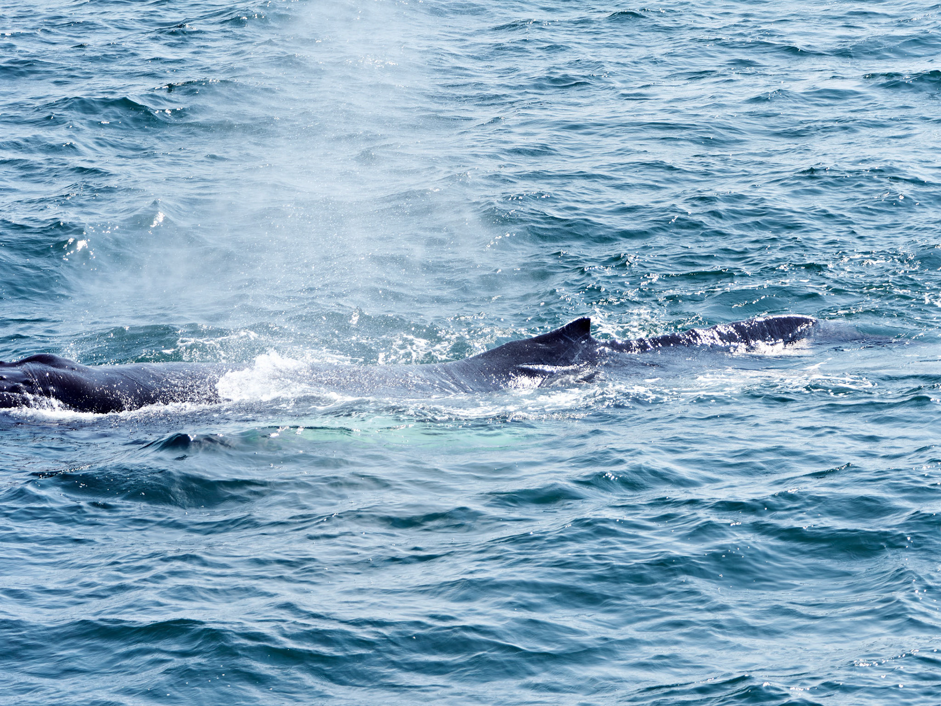 MA_CapeCodProvincetown_20180727_0112_PS