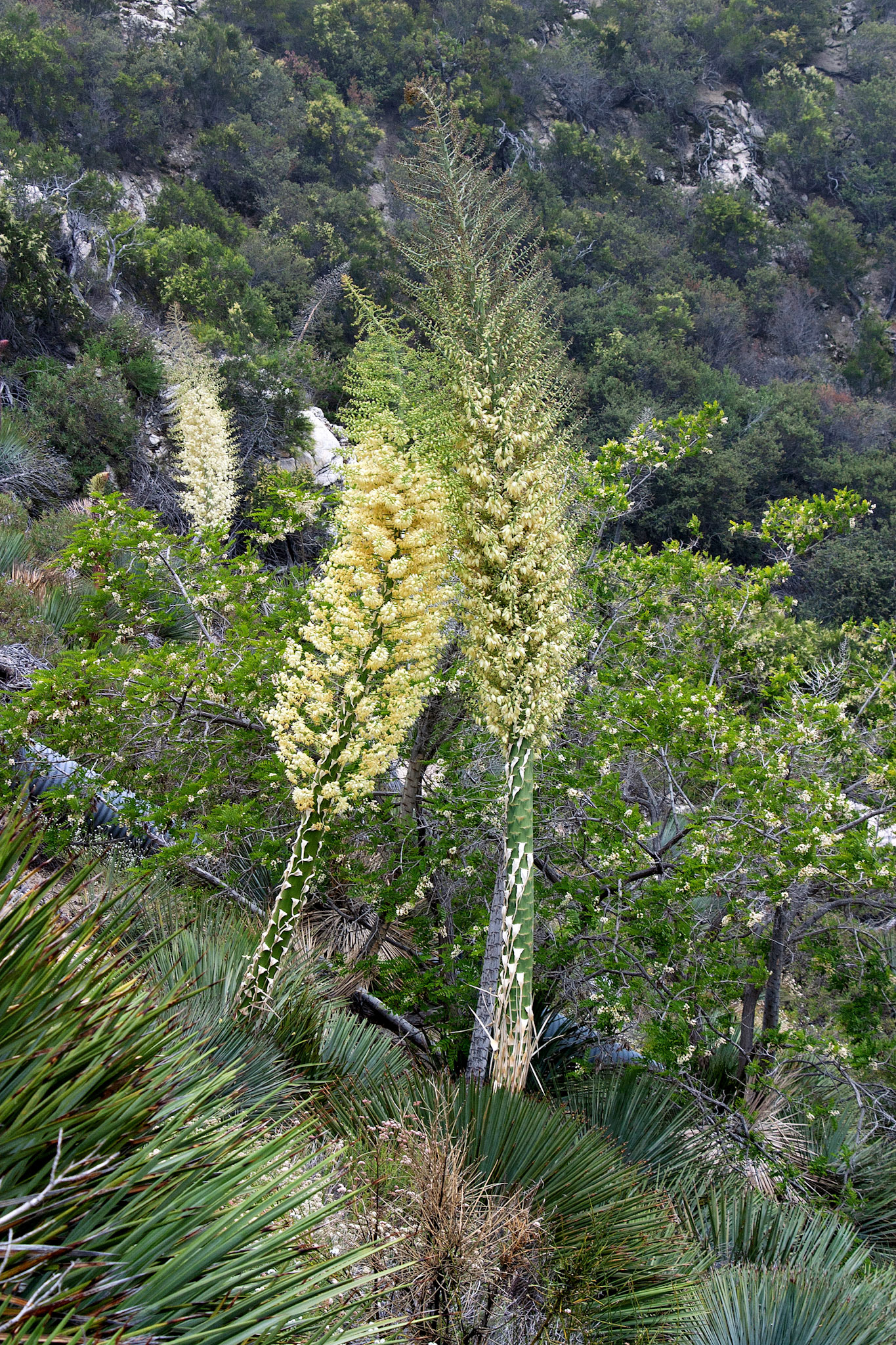 Flowers_20030514_0104_PS
