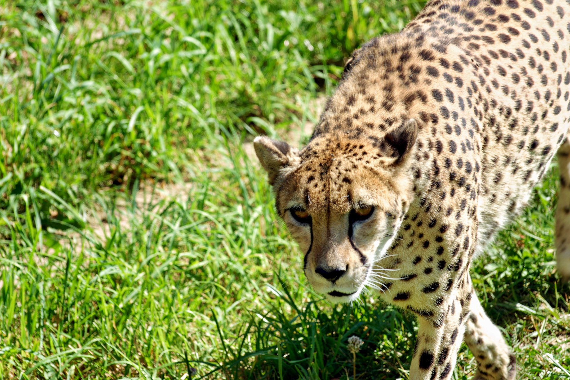 Wildlife_IN_Indianapolis Zoo_20170608_0255_PS