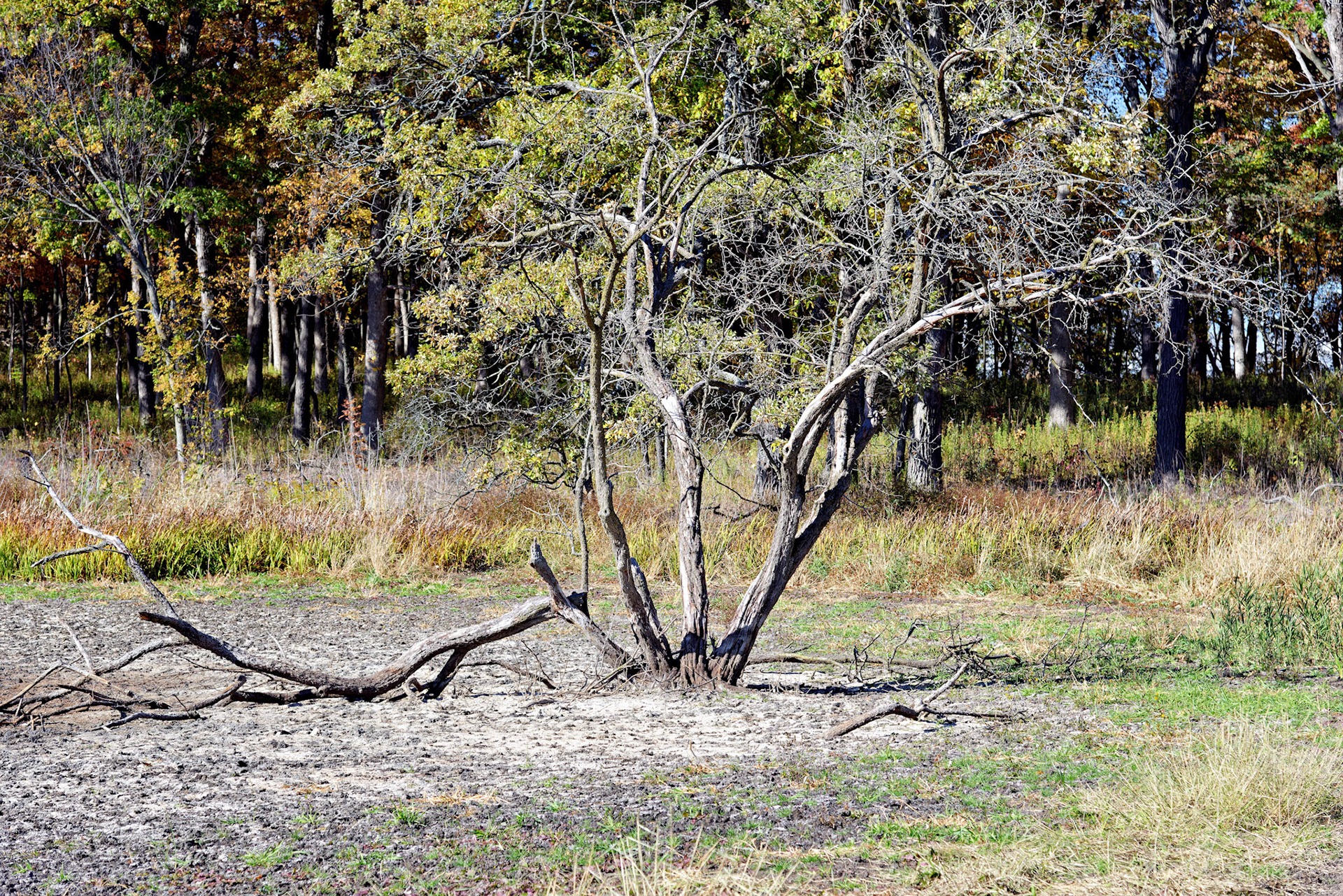 IL_Morton Arboretum_20121012_0574_PS