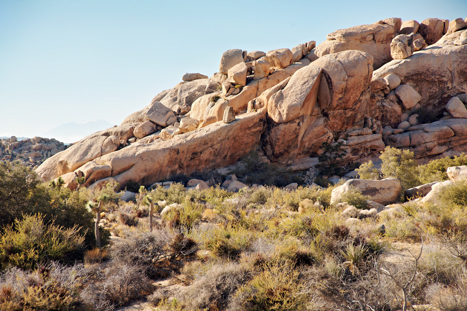 CA_JoshuaTree_20111114_0228_PS