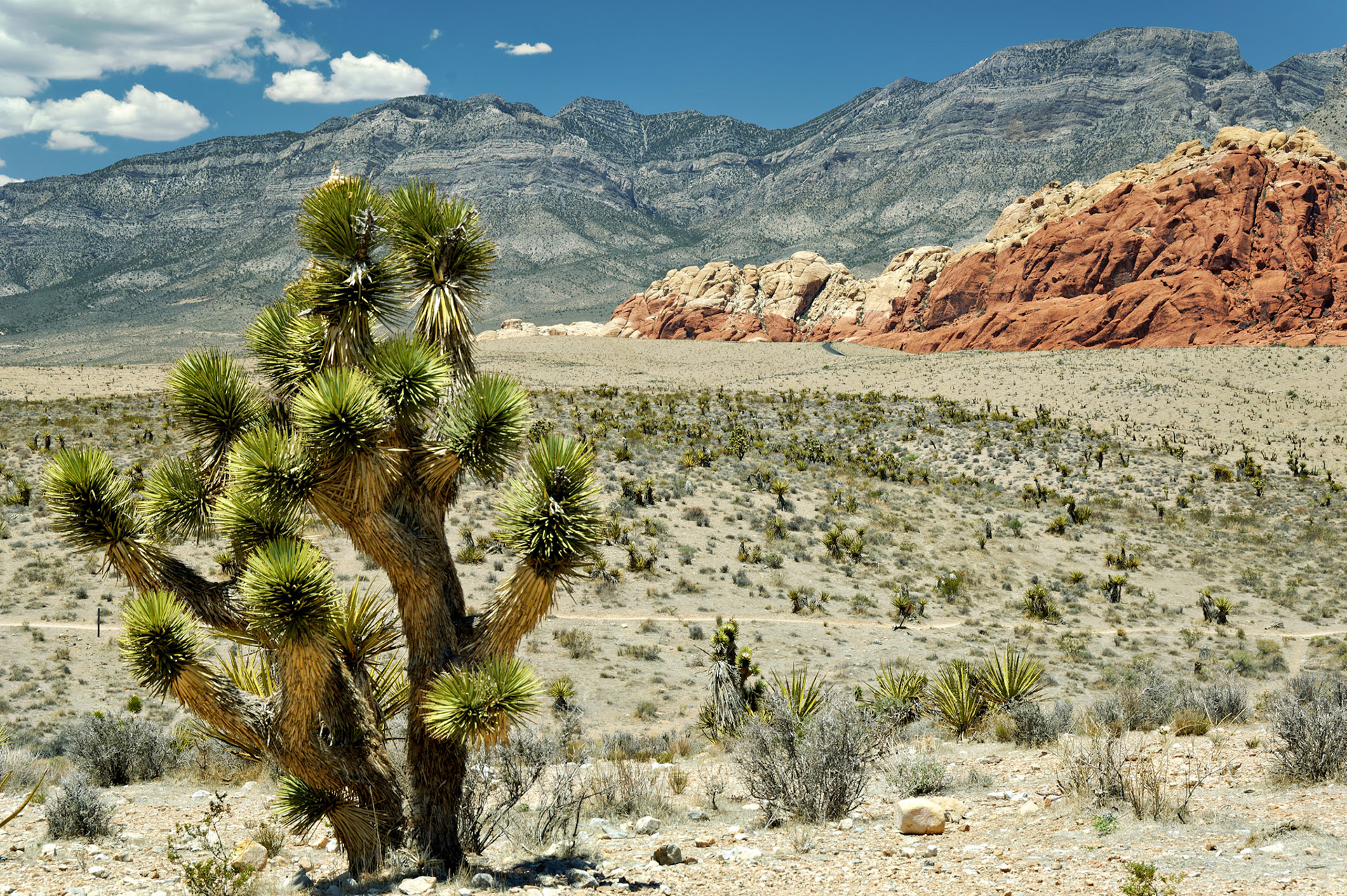 NV_Deserts_20070531_0016_PS.tif