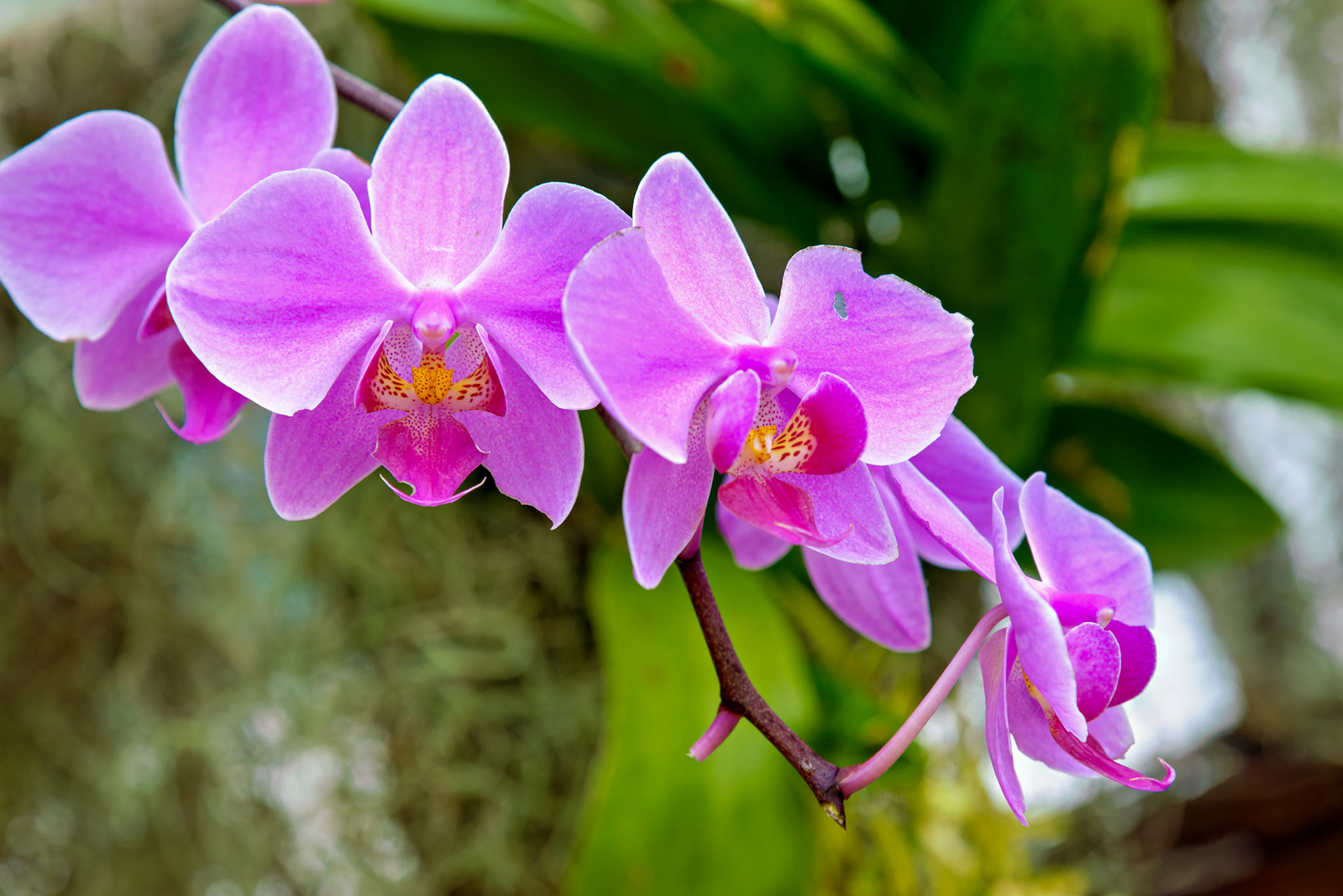 Flowers_20120928_0595_PS